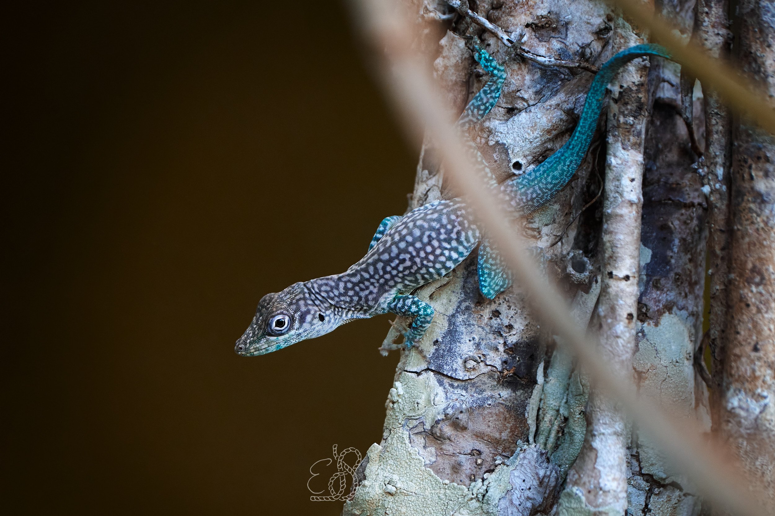  GRAND CAYMAN ANOLE  
 Shot on Grand Cayman, Cayman Islands | December 2025   
600 mm | f/6.3 | 1/500 | ISO 3200  
 
  critter. 