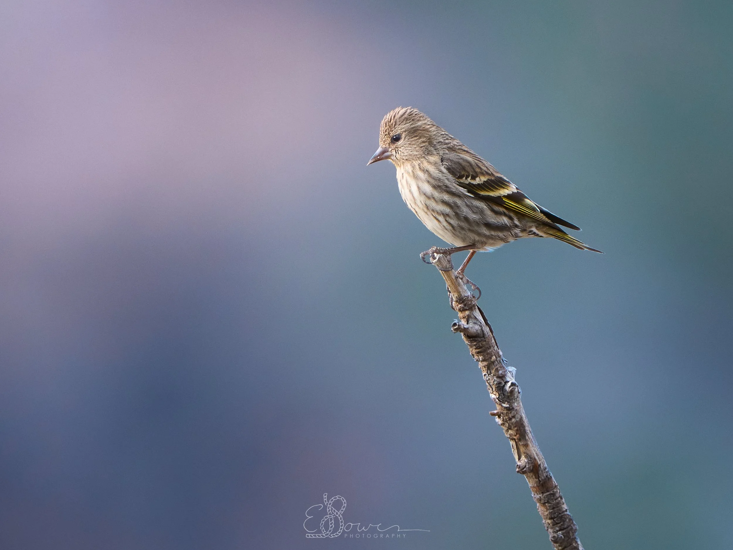   PINE SISKIN II     
Shot in Los Alamos, NM | April 2025   
600 mm | f/6.3 | 1/250 s | ISO 800
  bird.,  