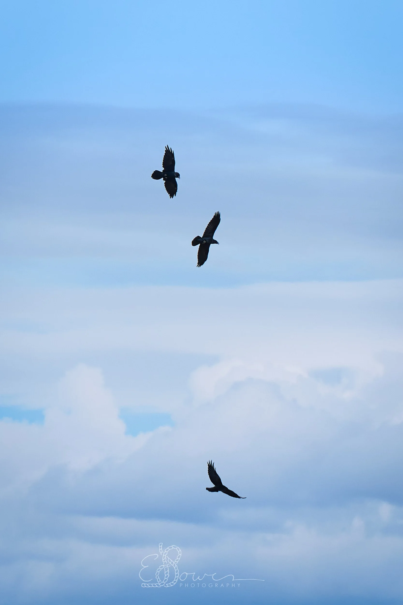  AMERICAN CROW I     
Shot in the San Luis Valley, NM | September 2025   
280 mm | f/5.6 | 1/2000 s | ISO 125  
 
  bird., 