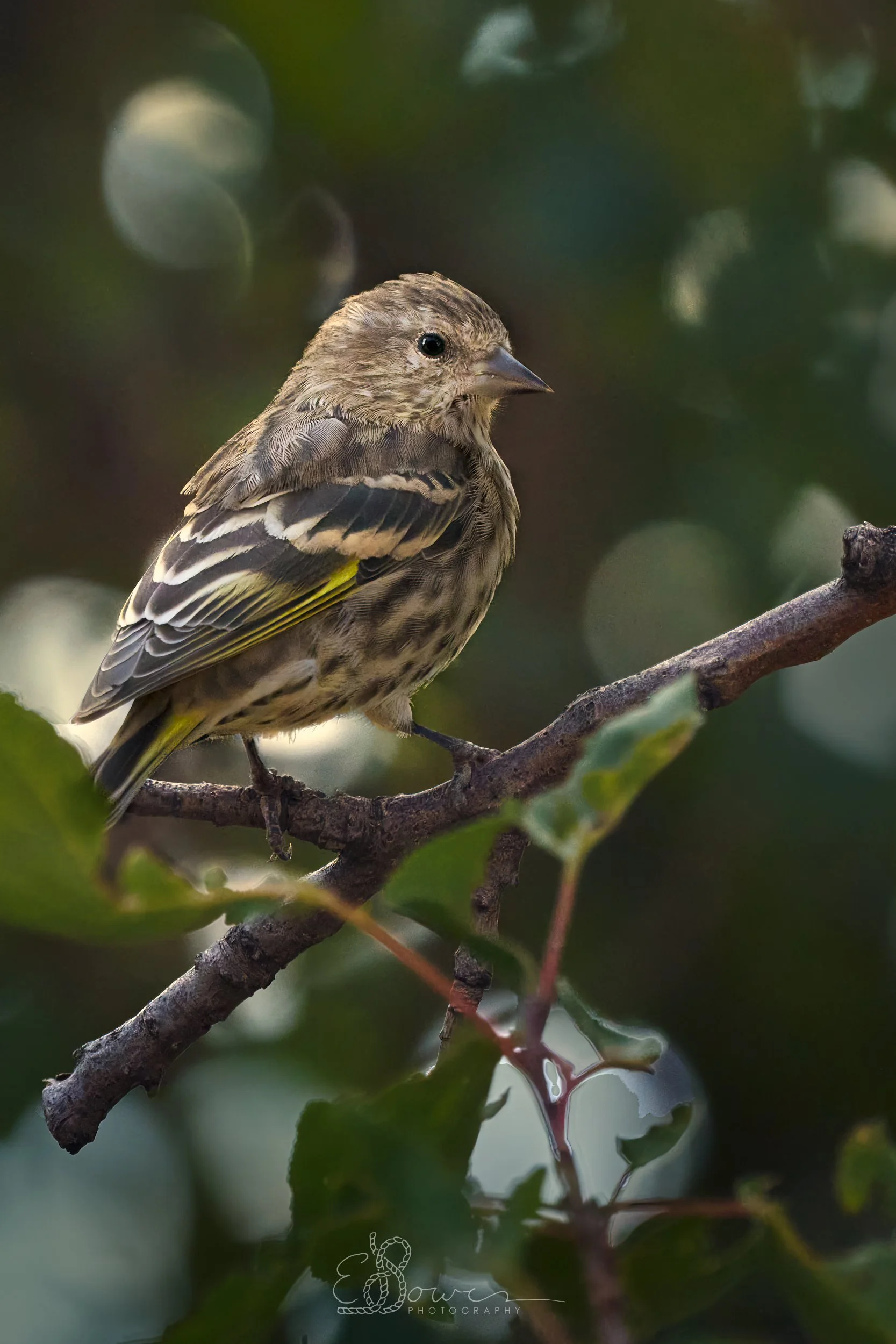 PINE SISKIN I
Shot in Los Alamos, NM | September 2024
600 mm | f/9 | 1/2500 s | ISO 8000.
bird.