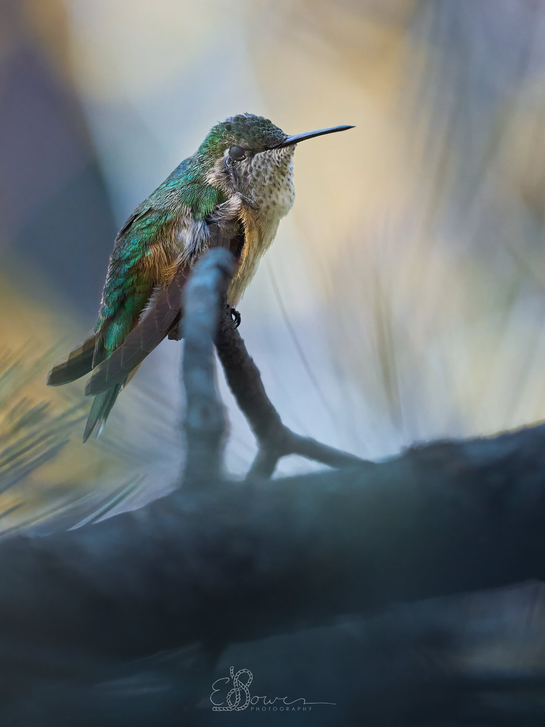   BROAD-TAILED HUMMINGBIRD II     
Shot in Los Alamos, NM | May 2025   
600 mm | f/6.3 | 1/1000 s | ISO 2500
  bird. 