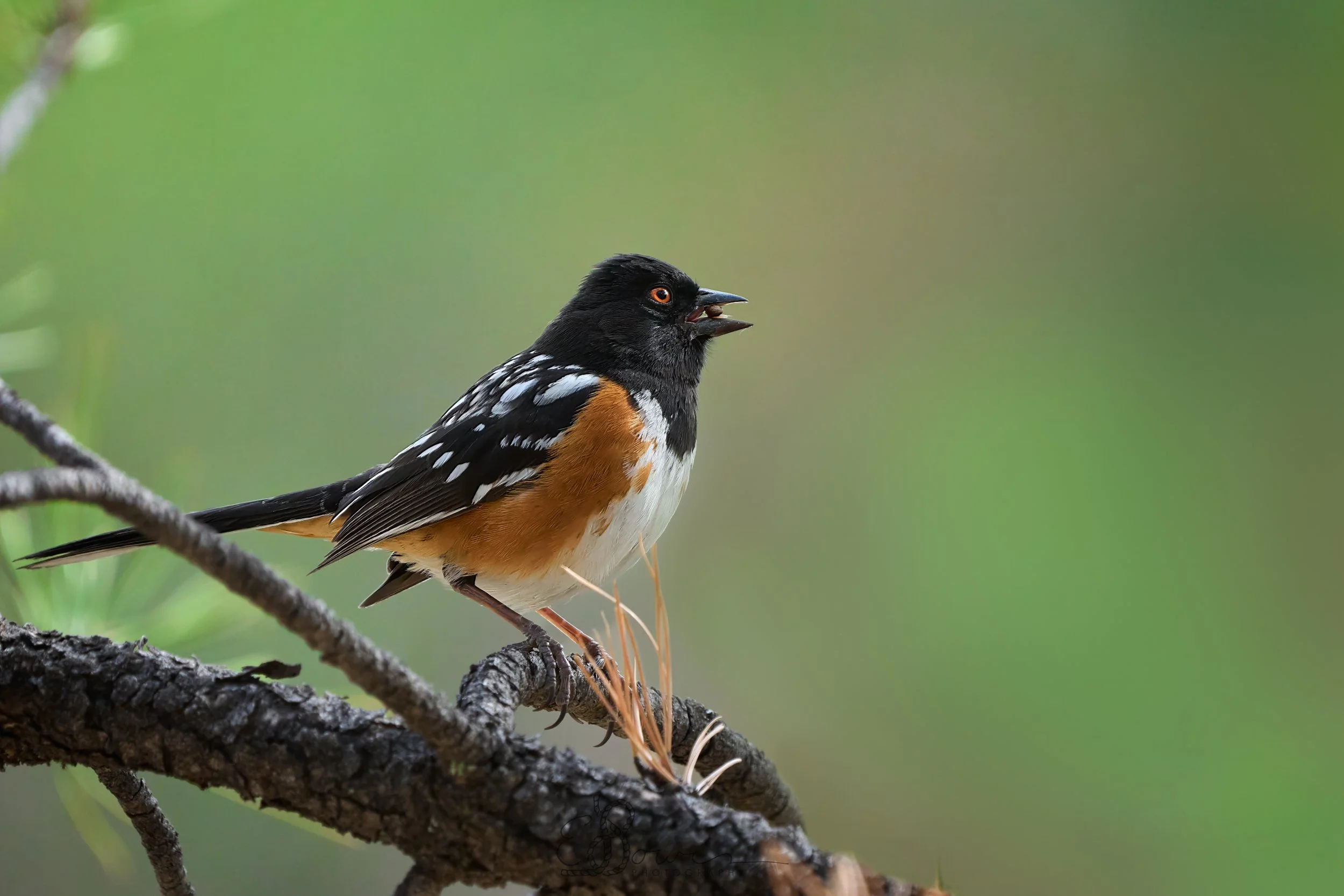  SPOTTED TOWHEE III     
Shot in Los Alamos, NM | May 2025   
600 mm | f/6.3 | 1/2000 s | ISO 2500
  bird., 