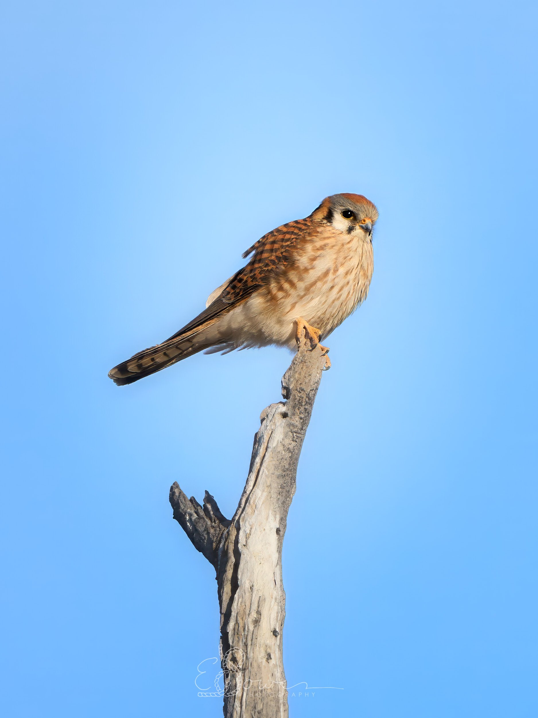   AMERICAN KESTREL     
Shot in Bosque del Apache N.W.R., NM | March 2026   
570 mm | f/6.3 | 1/1000 s | ISO 250
  bird. 