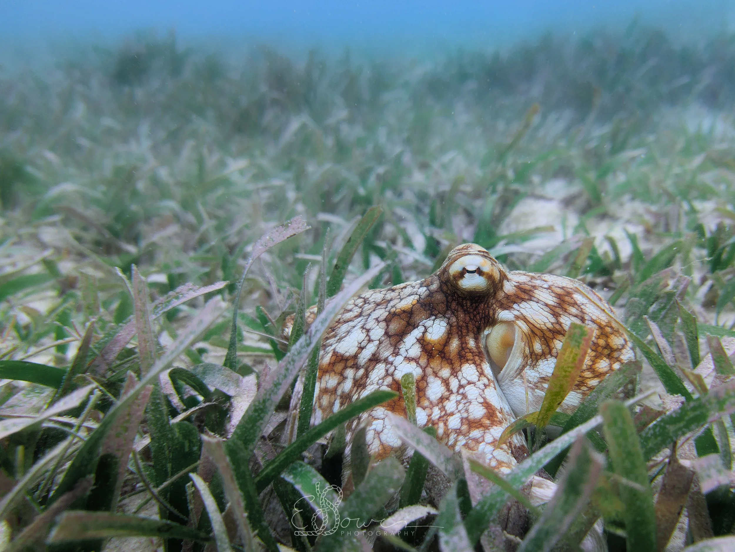  BRAZILIAN REEF OCTOPUS  
 Shot on Grand Cayman, Cayman Islands | December 2025   
Google Pixel 10 Pro 
  critter. 