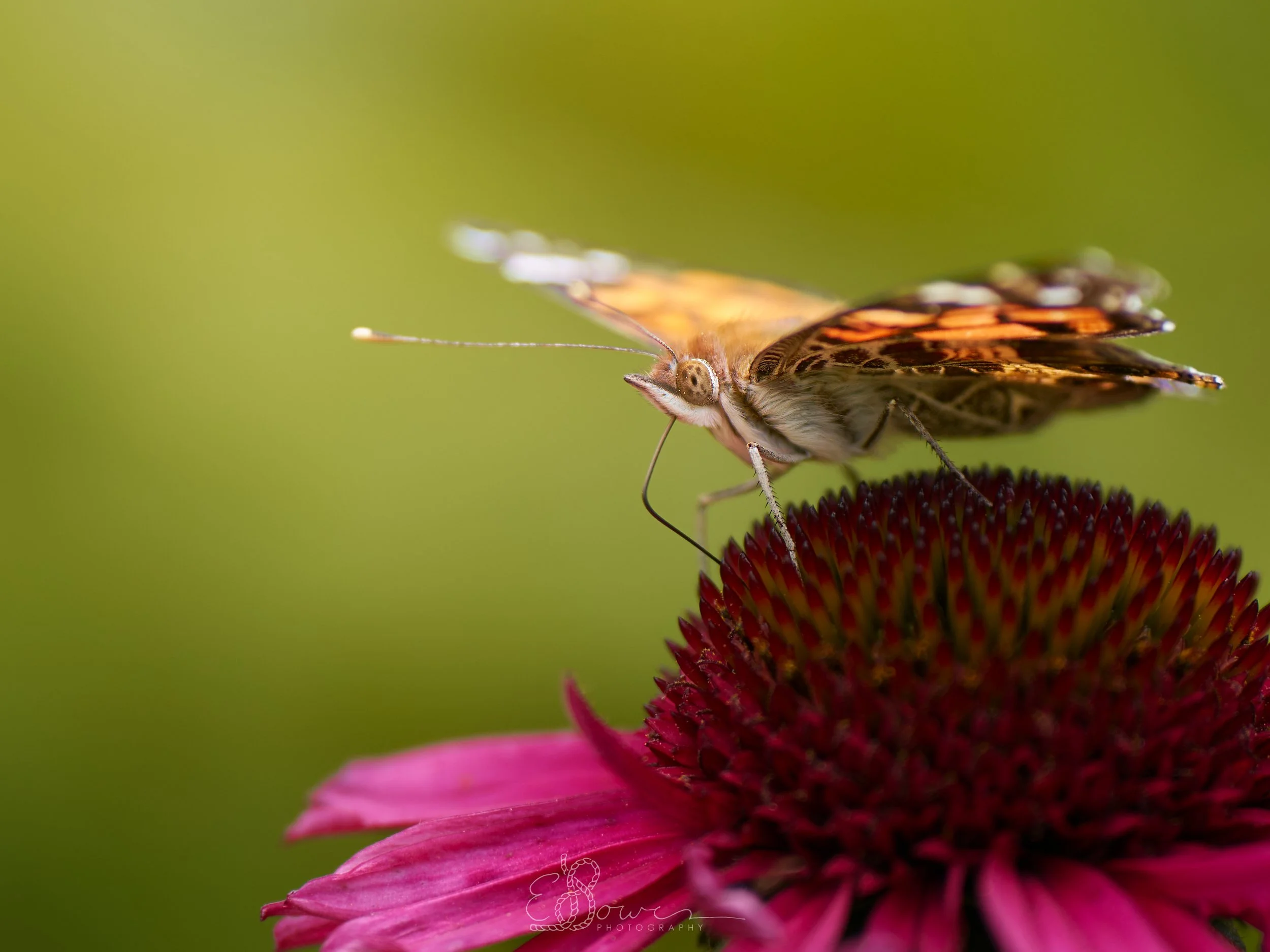   AMERICAN LADY II    
Shot in Oak Point, NB, Canada | June 2024   
200 mm | f/2.8 | 1/640 s | ISO 100
  insect., macro. 