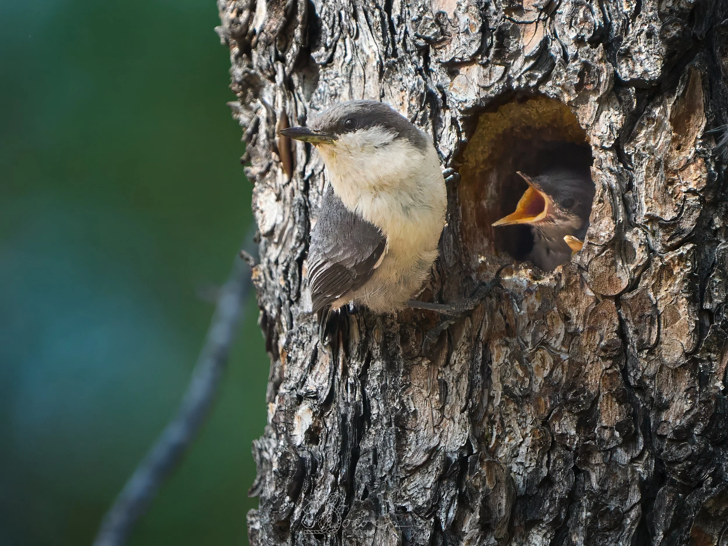 PYGMY NUTHATCH I
Shot in Los Alamos, NM | May 2025
600 mm | f/6.3 | 1/1000 s | ISO 2000.
bird.