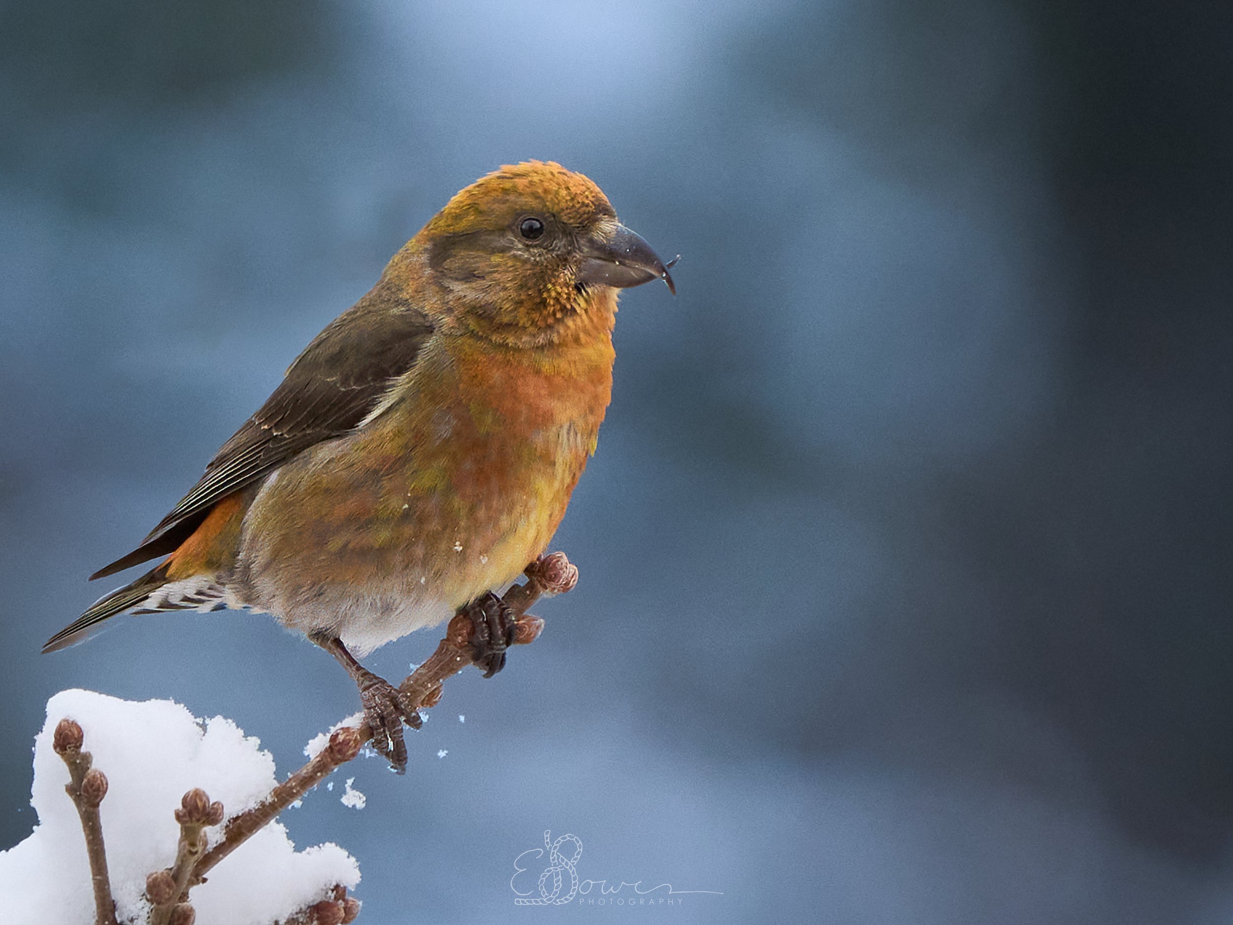   RED CROSSBILL     
Shot in Los Alamos, NM | April 2025   
600 mm | f/6.3 | 1/4000 s | ISO 1250