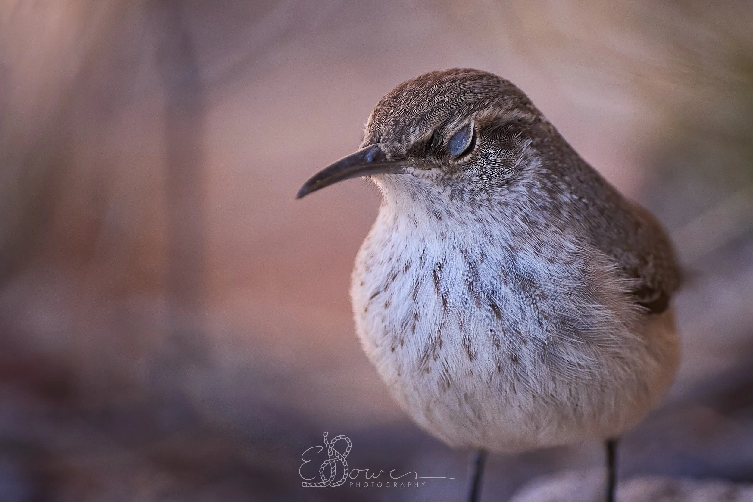  ROCK WREN  
 Shot in Hueco Tanks, TX | January 2026   
280 mm | f/4 | 1/2000 | ISO 500  
 
  bird. 