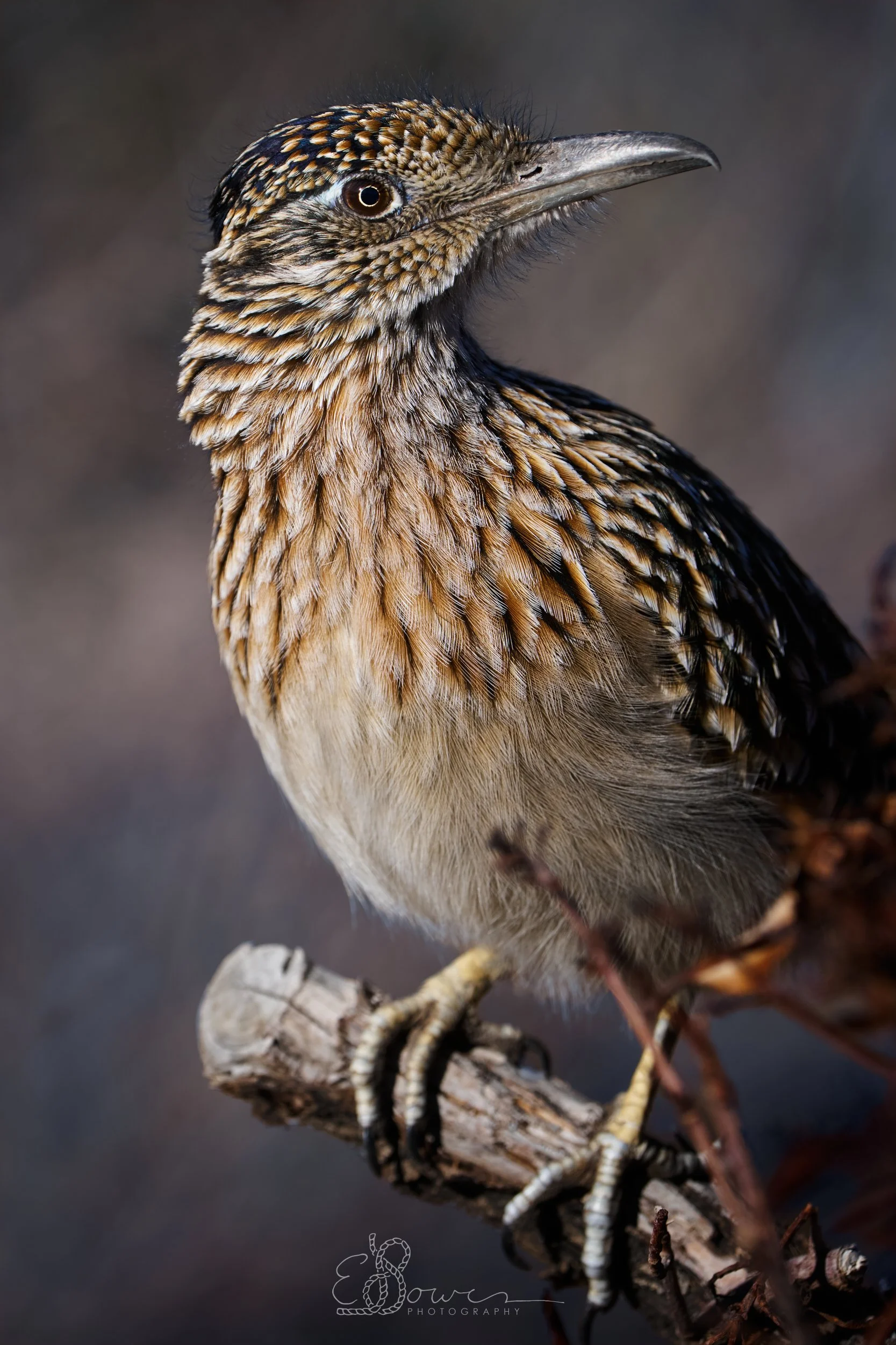   GREATER ROADRUNNER     
Shot in Albuquerque, NM | December 2024   
485 mm | f/8 | 1/1000 s | ISO 250
  bird. 
