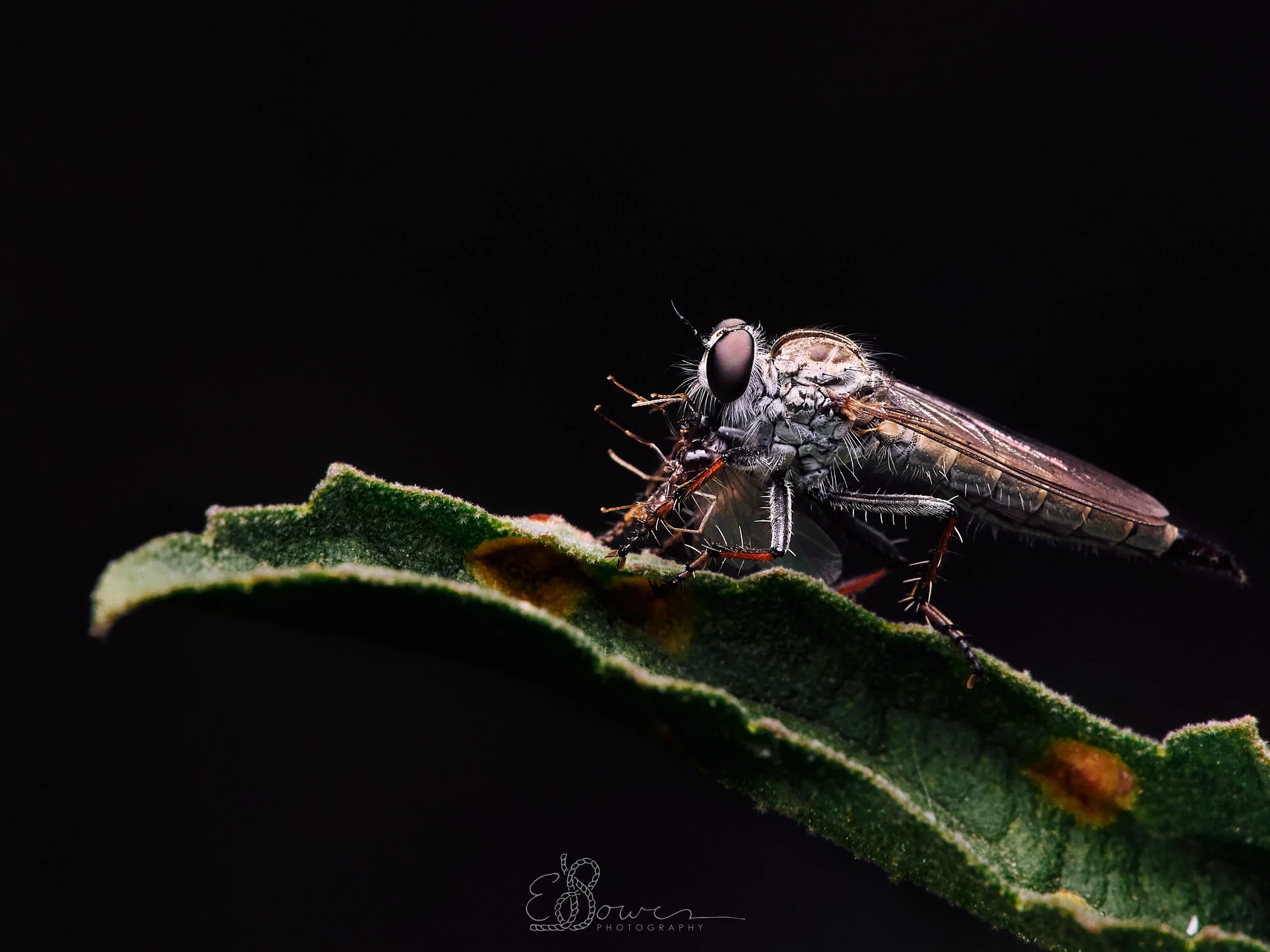  ROBBER FLY I     
Shot in Los Alamos, NM | August 2025   
90 mm | f/13 | 1/250 s | ISO 200
  insect., 