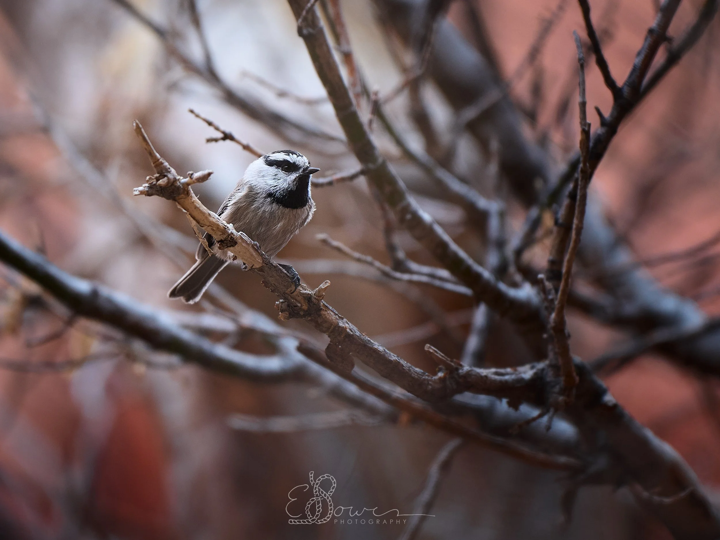  MOUNTAIN CHICKADEE I    
Shot in Zion N.P., UT | November 2025   
200 mm | f/2.8 | 1/500 s | ISO 320
  bird., 