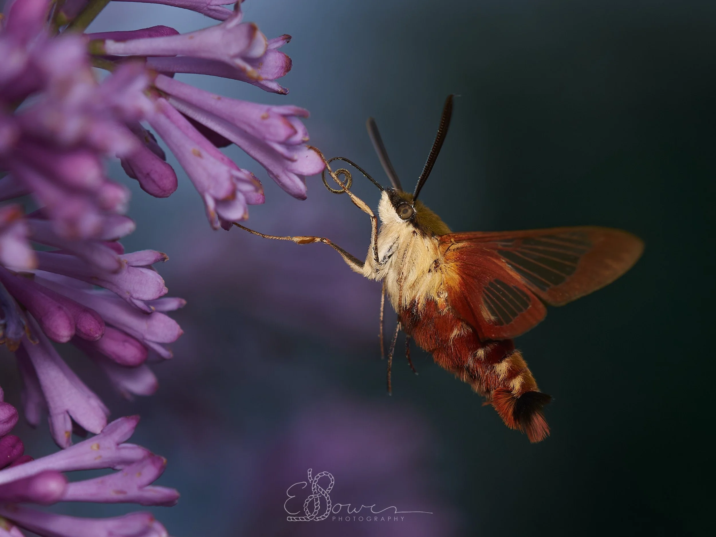  HUMMINGBIRD CLEARWING I    
Shot in Oak Point, NB | June 2025   
90 mm | f/4 | 1/250 s | ISO 100
  insect., select. 