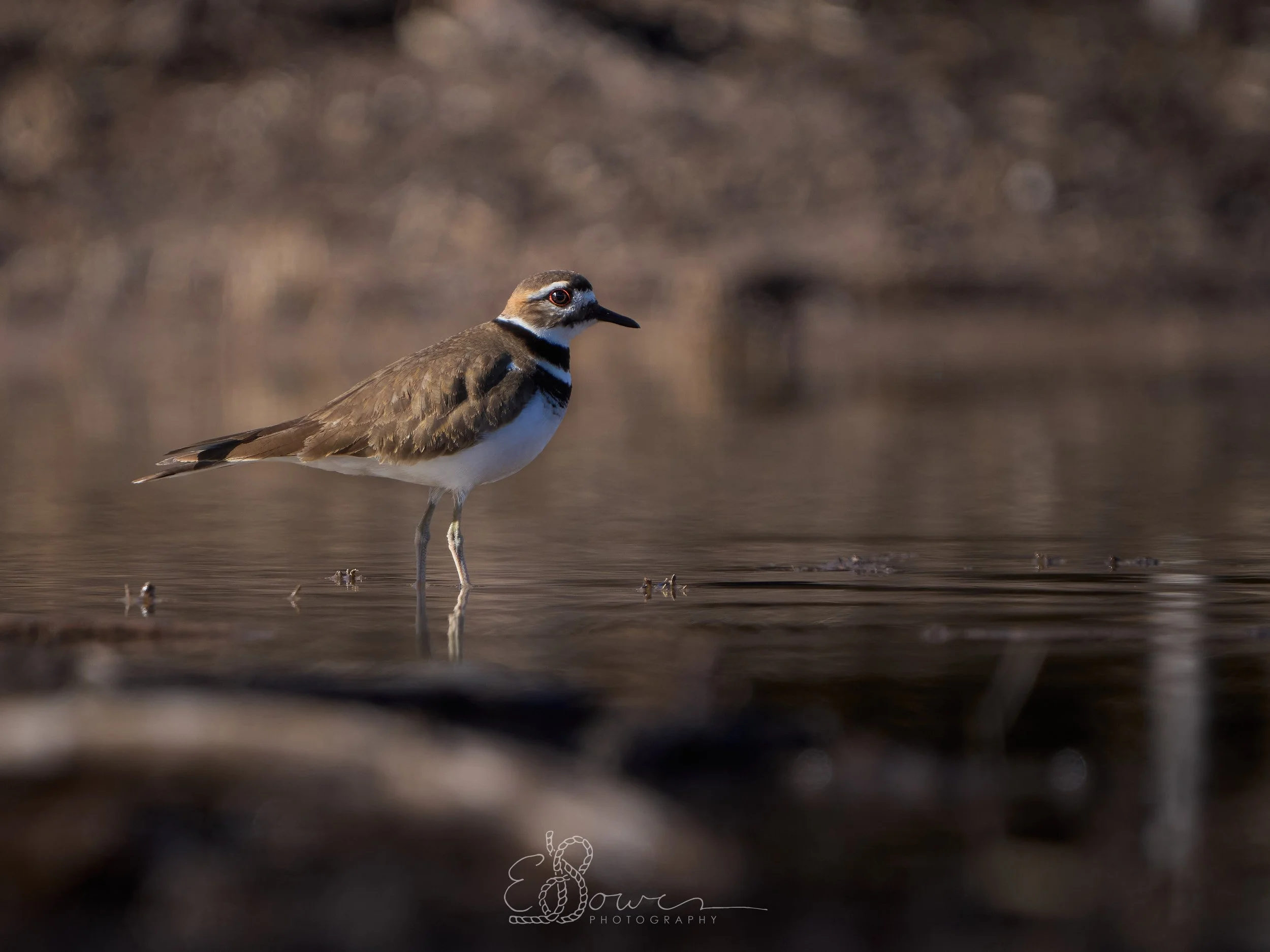  KILLDEER     
Shot in Hueco Tanks, TX | January 2025   
600 mm | f/6.3 | 1/1000 s | ISO 320  
 
  bird., 