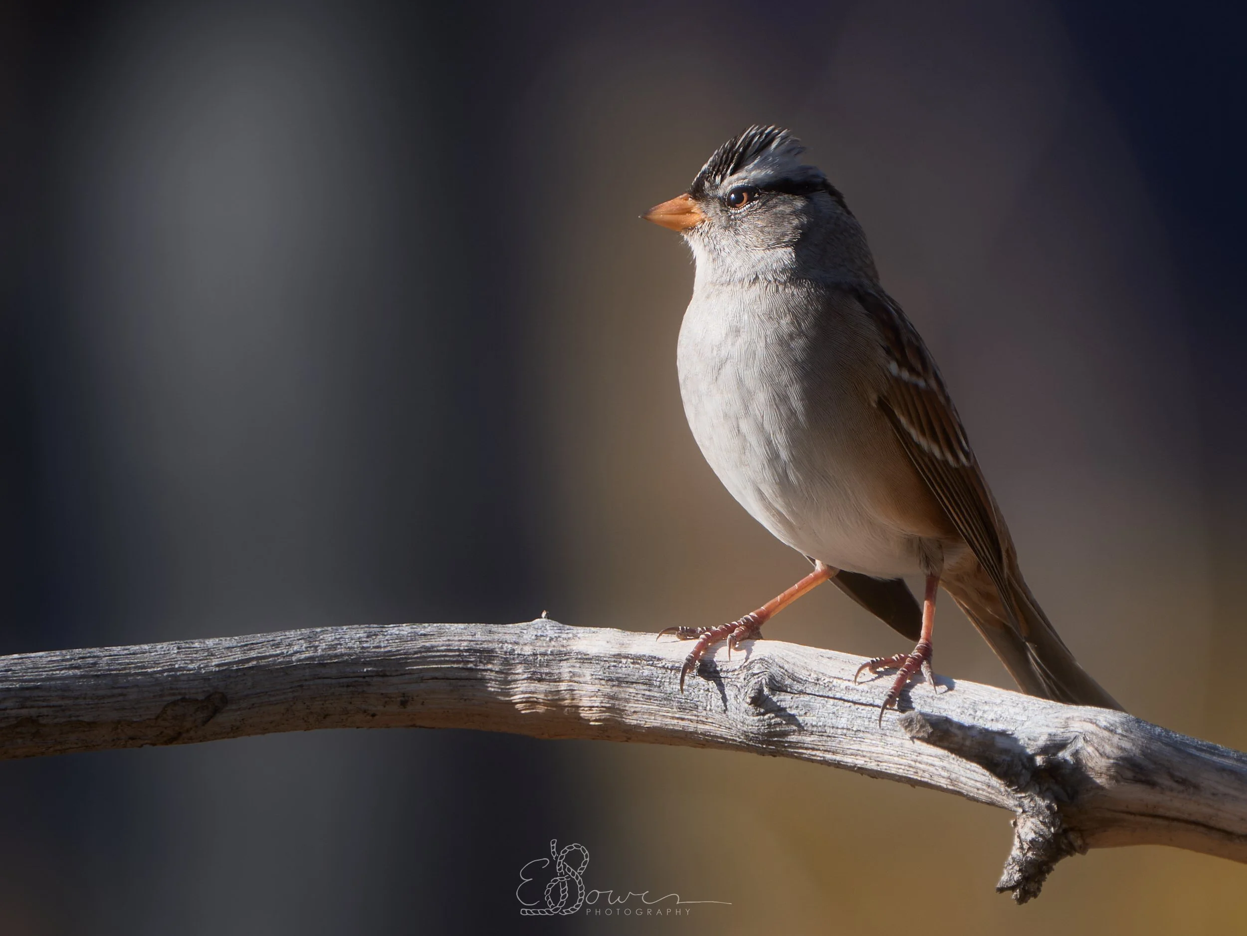  WHITE CROWNED SPARROW III     
Shot in Zion N.P., UT | April 2025   
600 mm | f/6.3 | 1/500 s | ISO 200