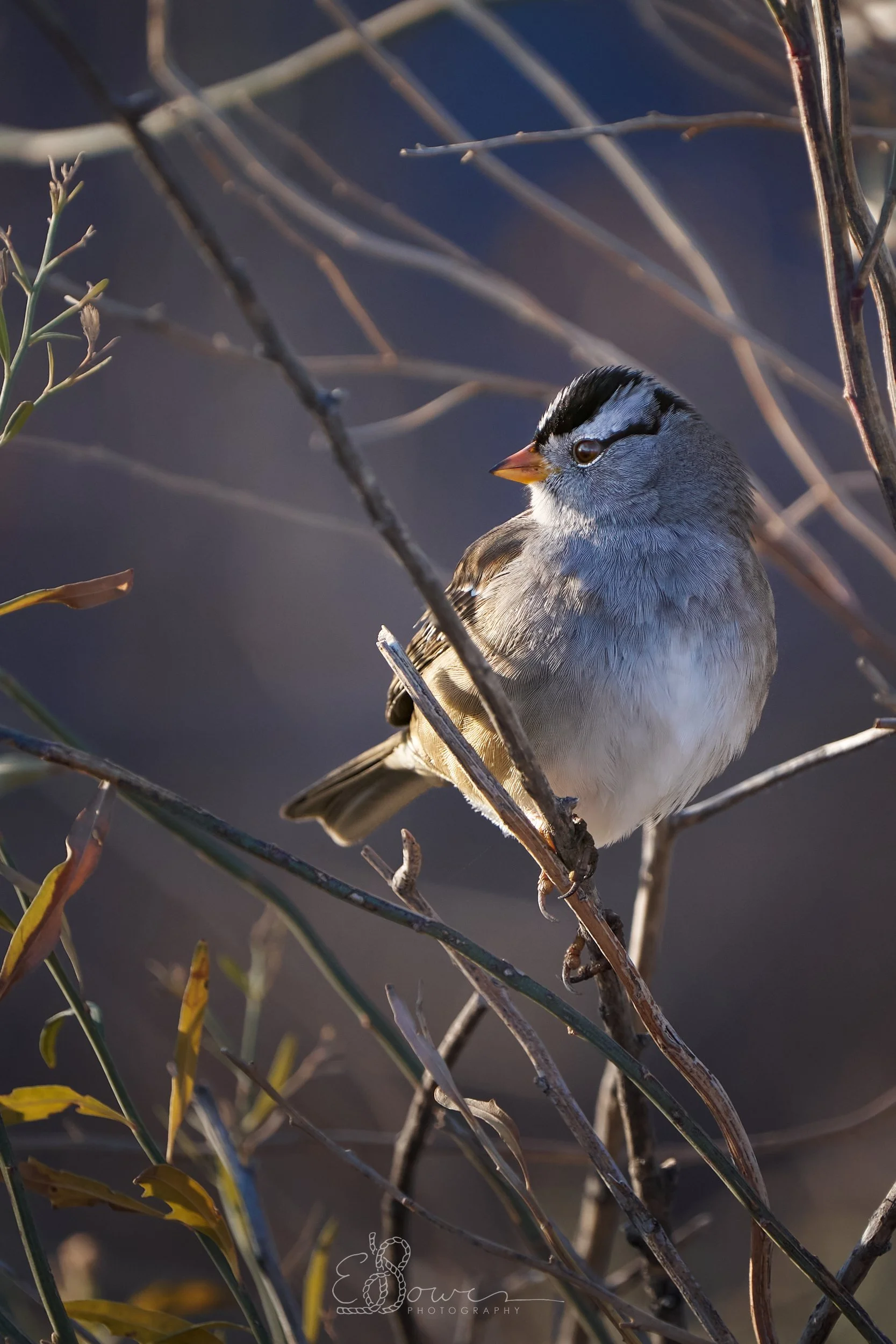 WHITE-CROWNED SPARROW I
Shot in Bosque del Apache NWR, NM | December 2024
600 mm | f/6.3 | 1/1000 s | ISO 1000
bird.