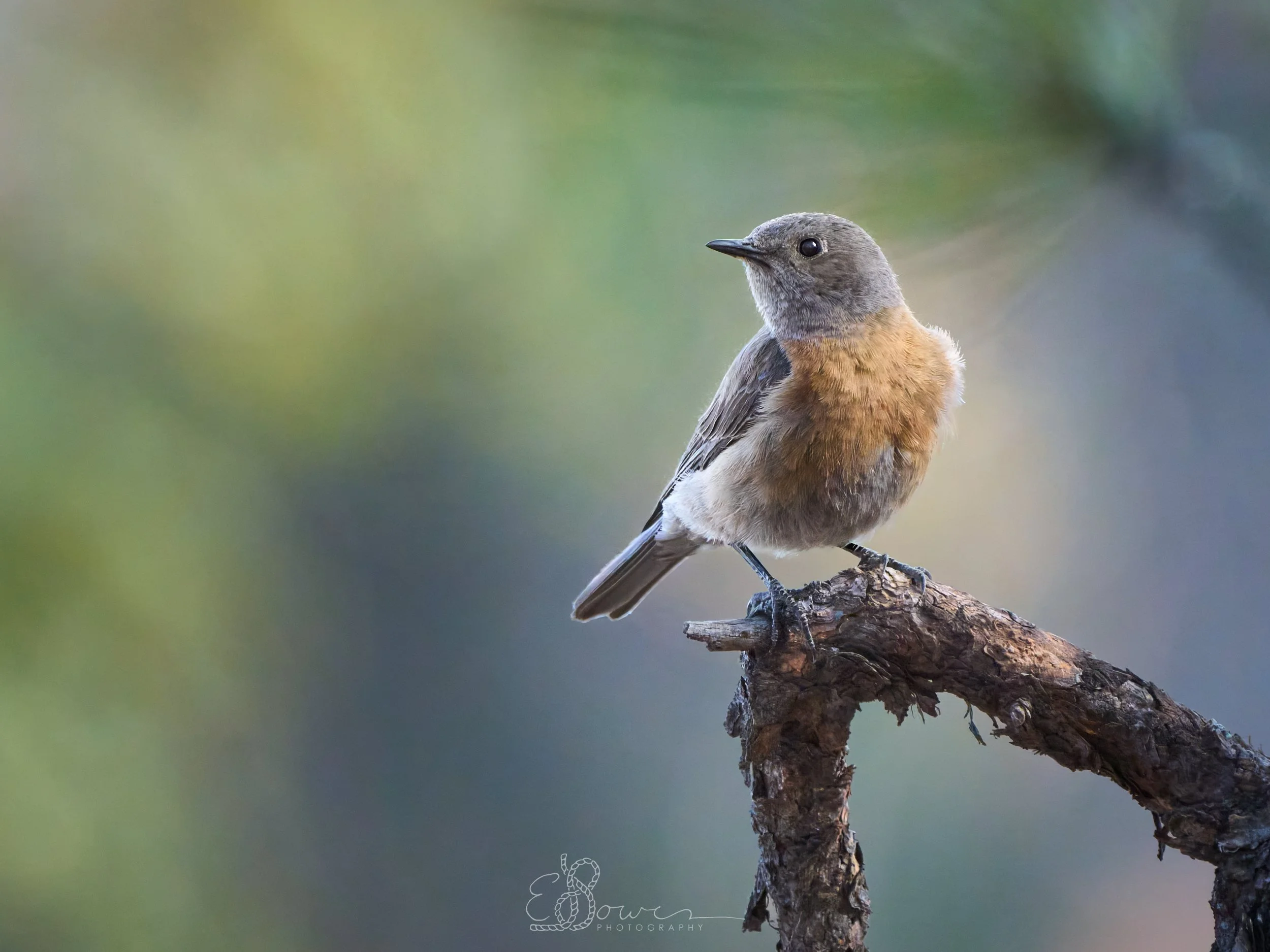   WESTERN BLUEBIRD II     
Shot in Los Alamos, NM | April 2025   
600 mm | f/6.3 | 1/2000 s | ISO 8000
  bird., 