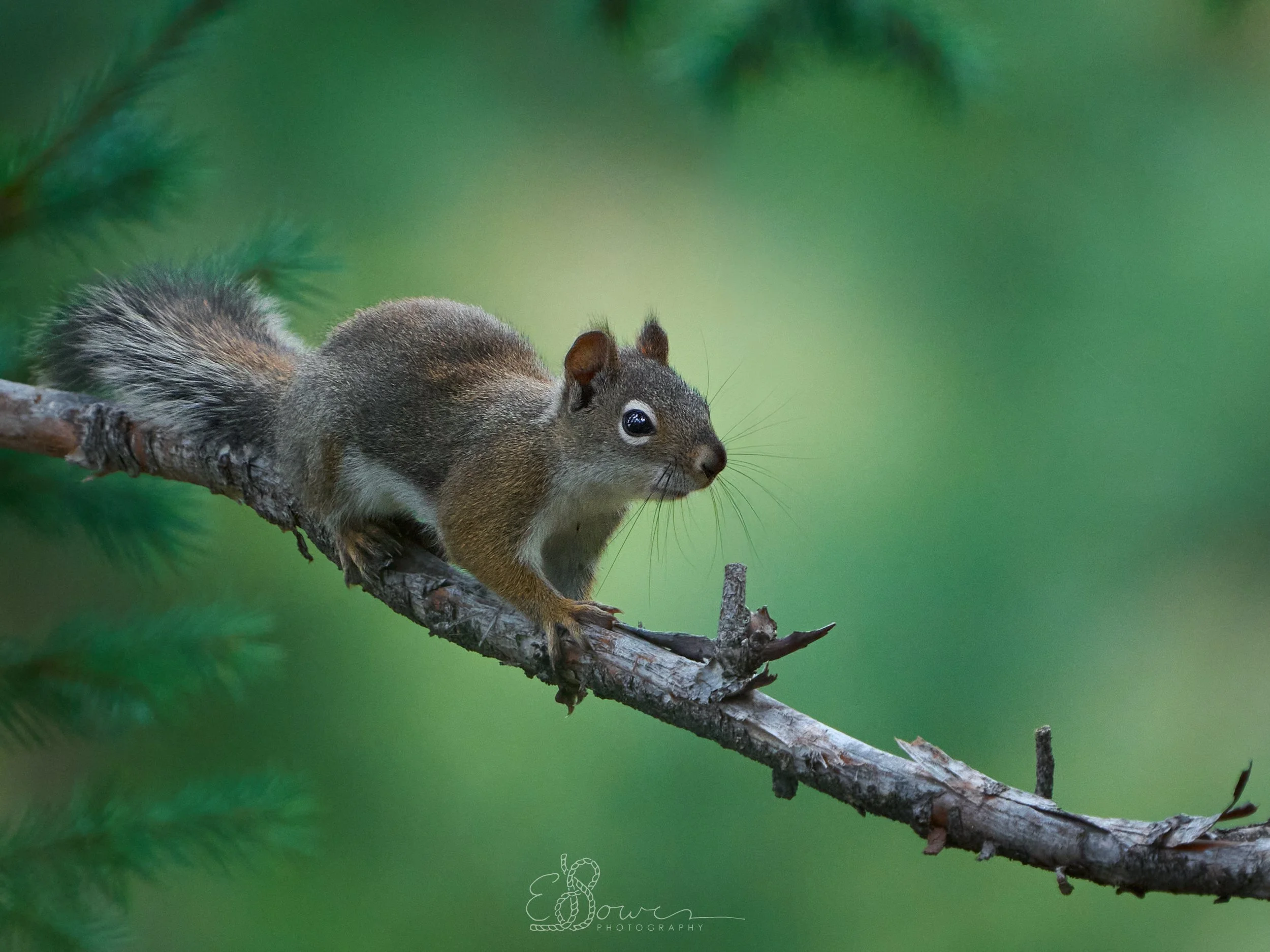 FREMONT'S SQUIRREL I  
 Shot in Los Alamos, NM | September 2025   
600 mm | f/6.3 | 1/1000 | ISO 2000
   