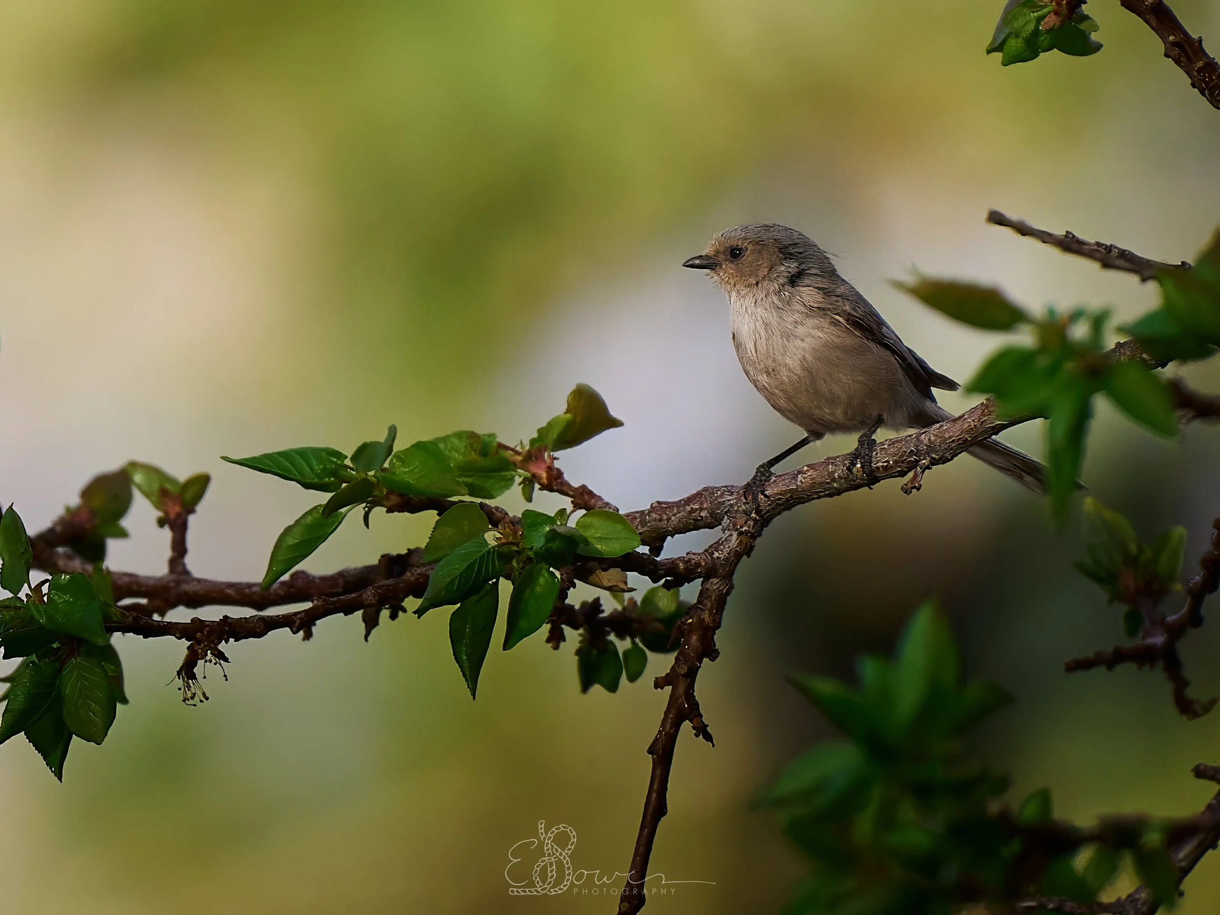  BUSHTIT     
Shot in Los Alamos, NM | April 2025   
280 mm | f/4 | 1/5000 s | ISO 1000
  bird., 