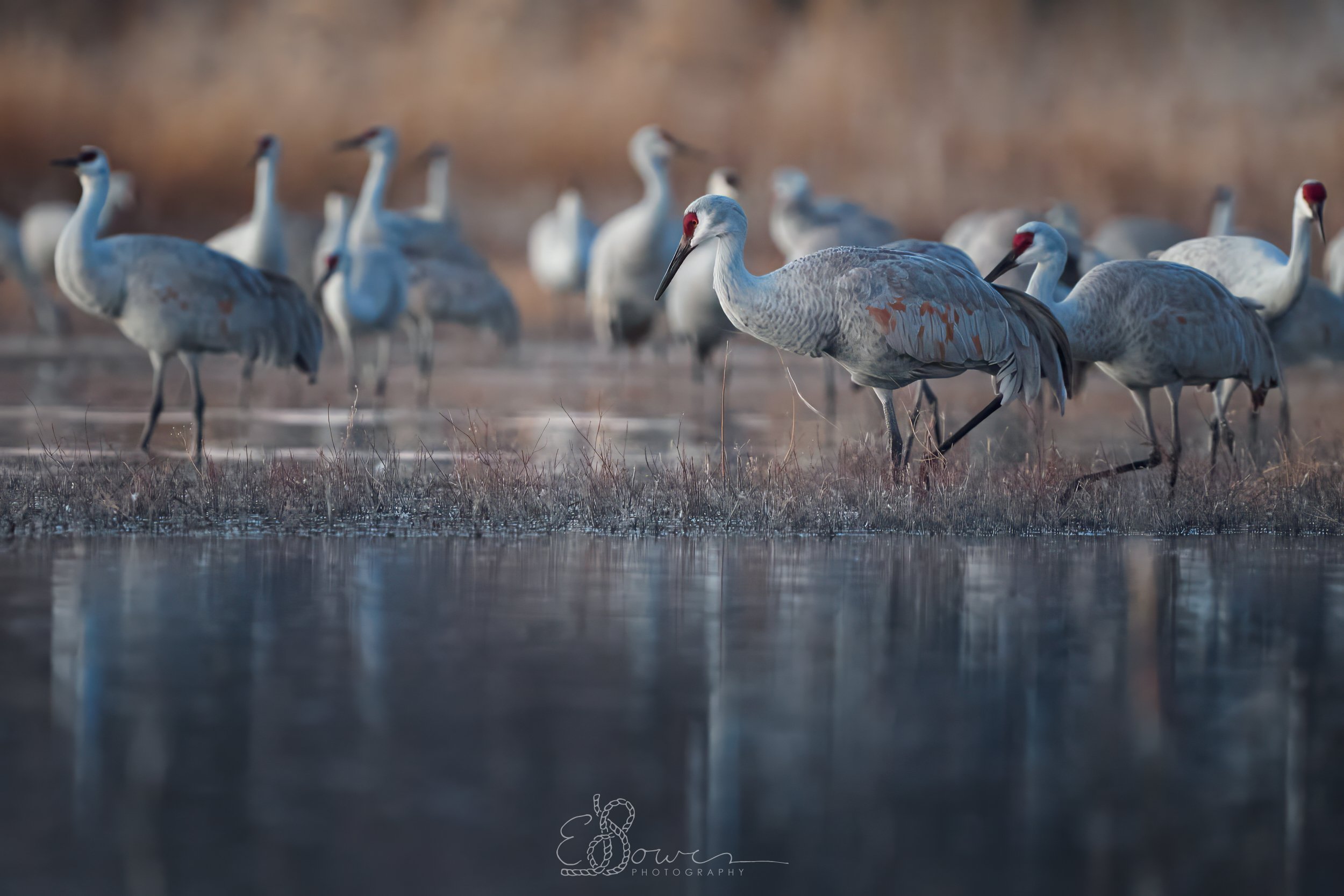 SANDHILL CRANES I
Shot in Bosque del Apache NWR, NM | December 2024
600 mm | f/6.3 | 1/100 s | ISO 8000
bird.