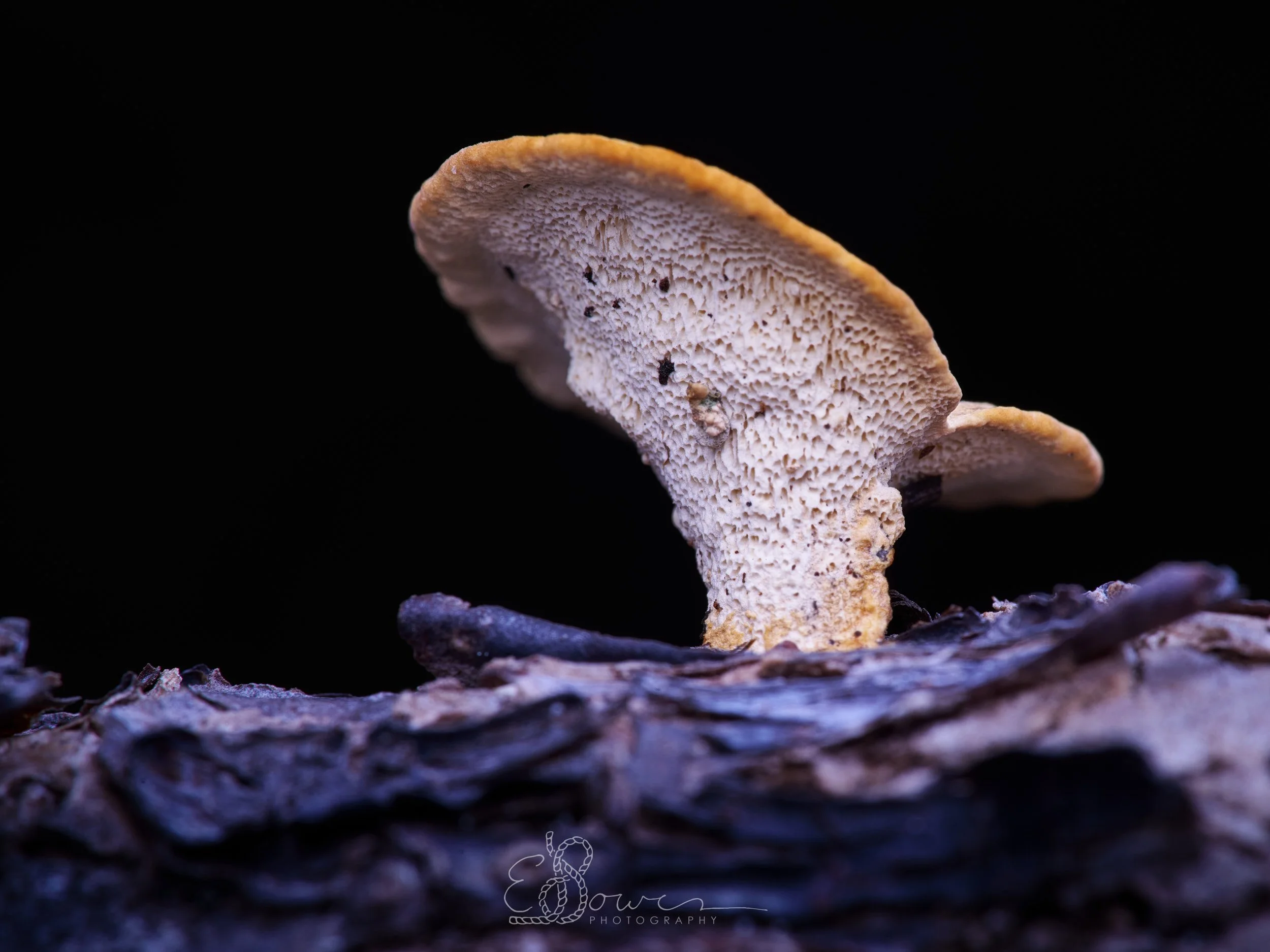  BASIDIOMYCETE I  
 Shot on Grand Cayman, Cayman Islands | December 2025   
90 mm | f/13 | 1/200 | ISO 100  
 
  funga. 
