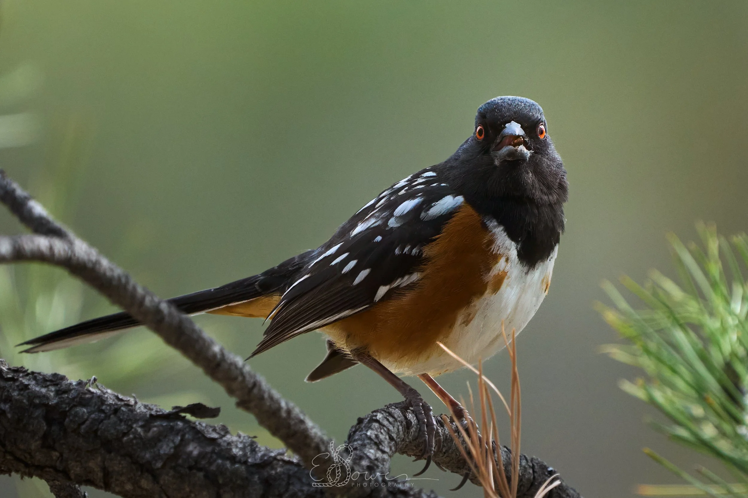 SPOTTED TOWHEE I
Shot in Los Alamos, NM | May 2025
600 mm | f/6.3 | 1/2000 s | ISO 2500
bird.