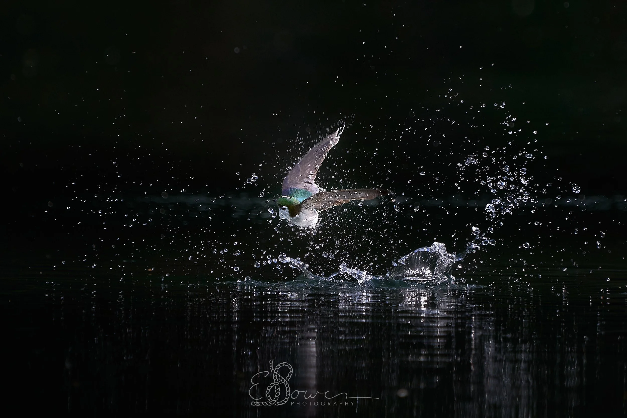  VIOLET GREEN SWALLOW I  
 Shot in Los Alamos | June 2025   
600 mm | f/6.3 | 1/2000 | ISO 3200  
 
  bird. 