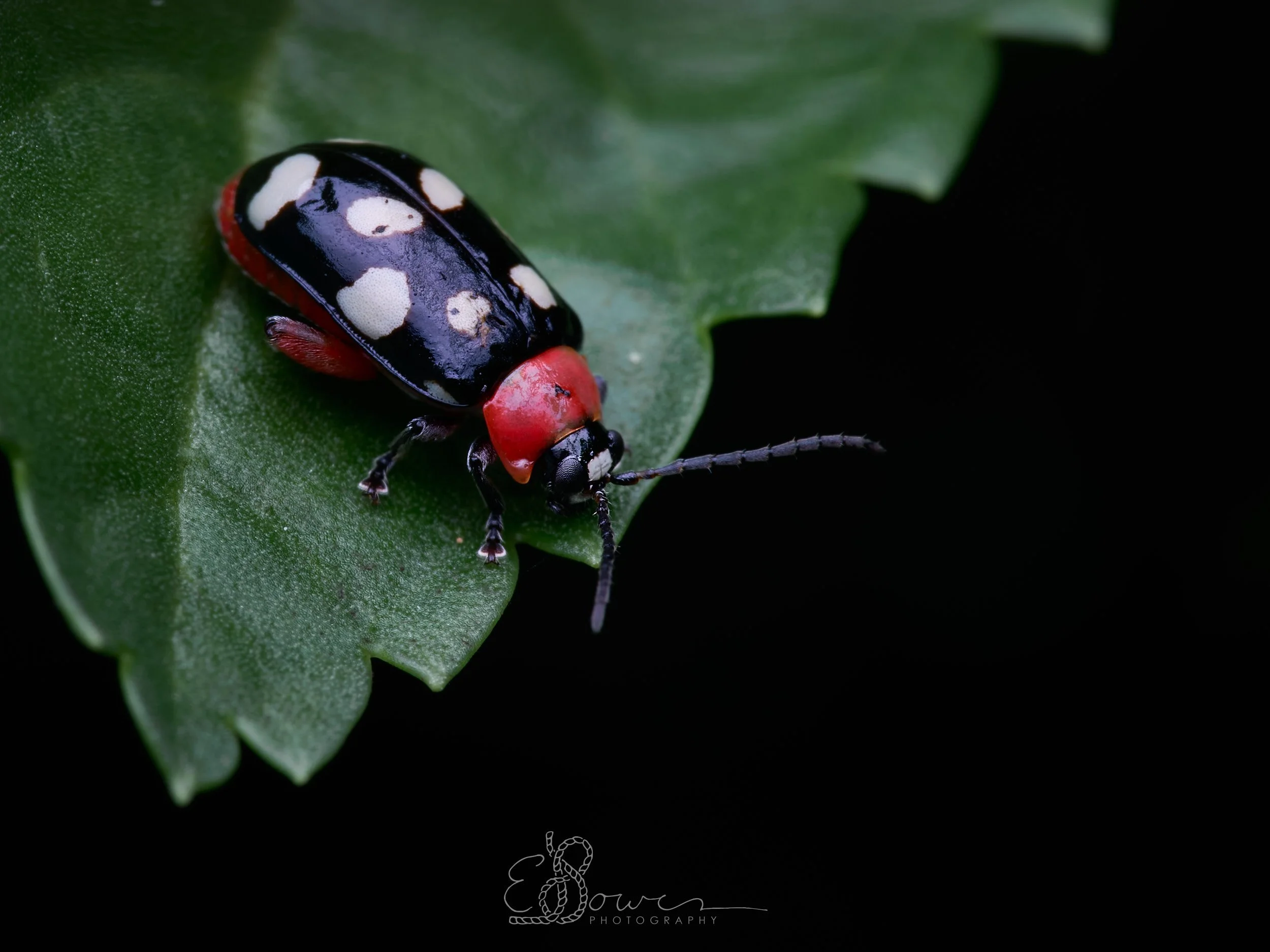   EIGHT SPOTTED FLEA BEETLE    
Shot on Grand Cayman, Cayman Islands | December 2025   
90 mm | f/13 | 1/200 s | ISO 100  
 
  insect., macro. 