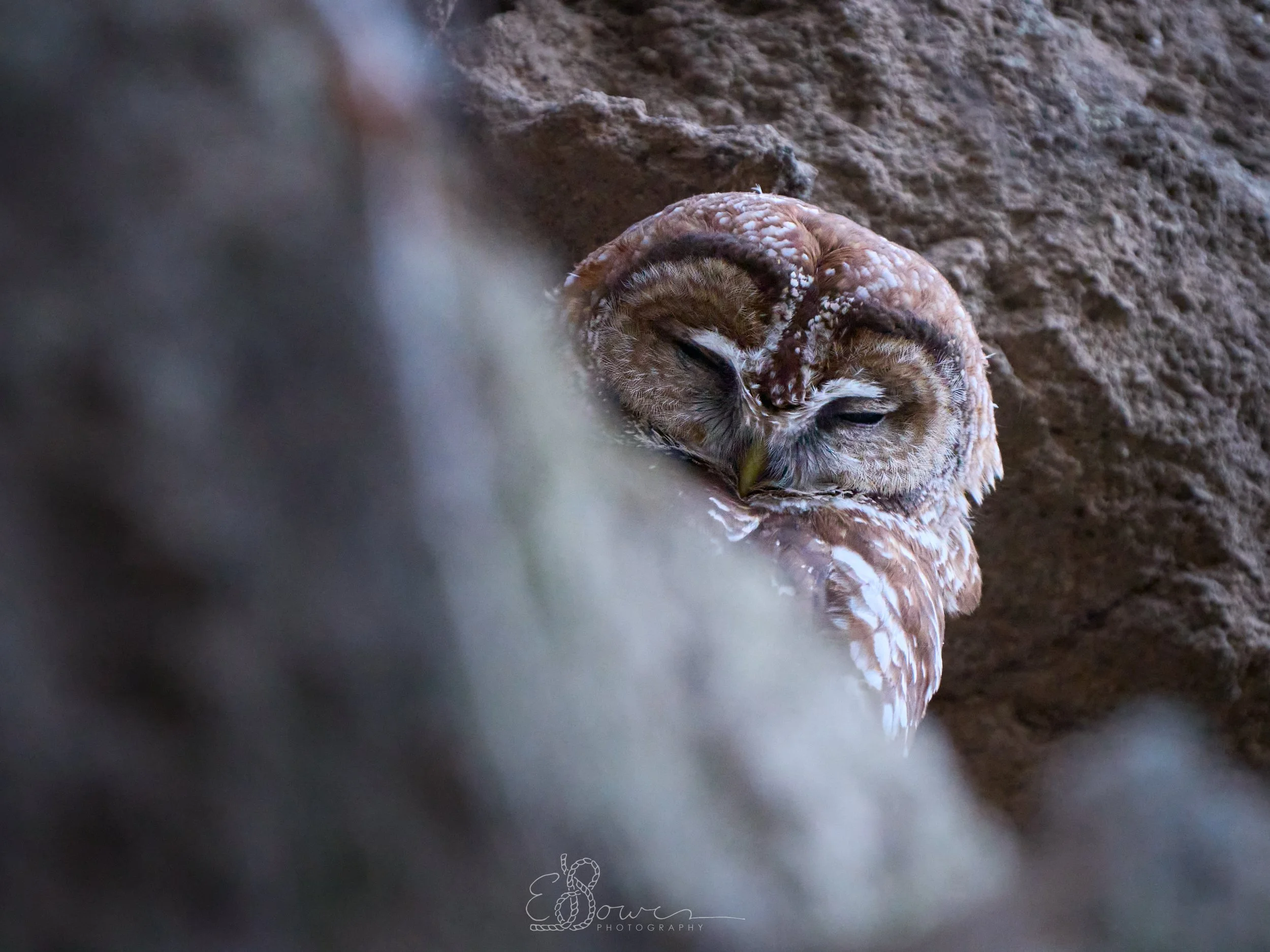   MEXICAN SPOTTED OWL III     
Shot in Los Alamos, NM | April 2025   
600 mm | f/6.3 | 1/250 s | ISO 12800
  bird., 