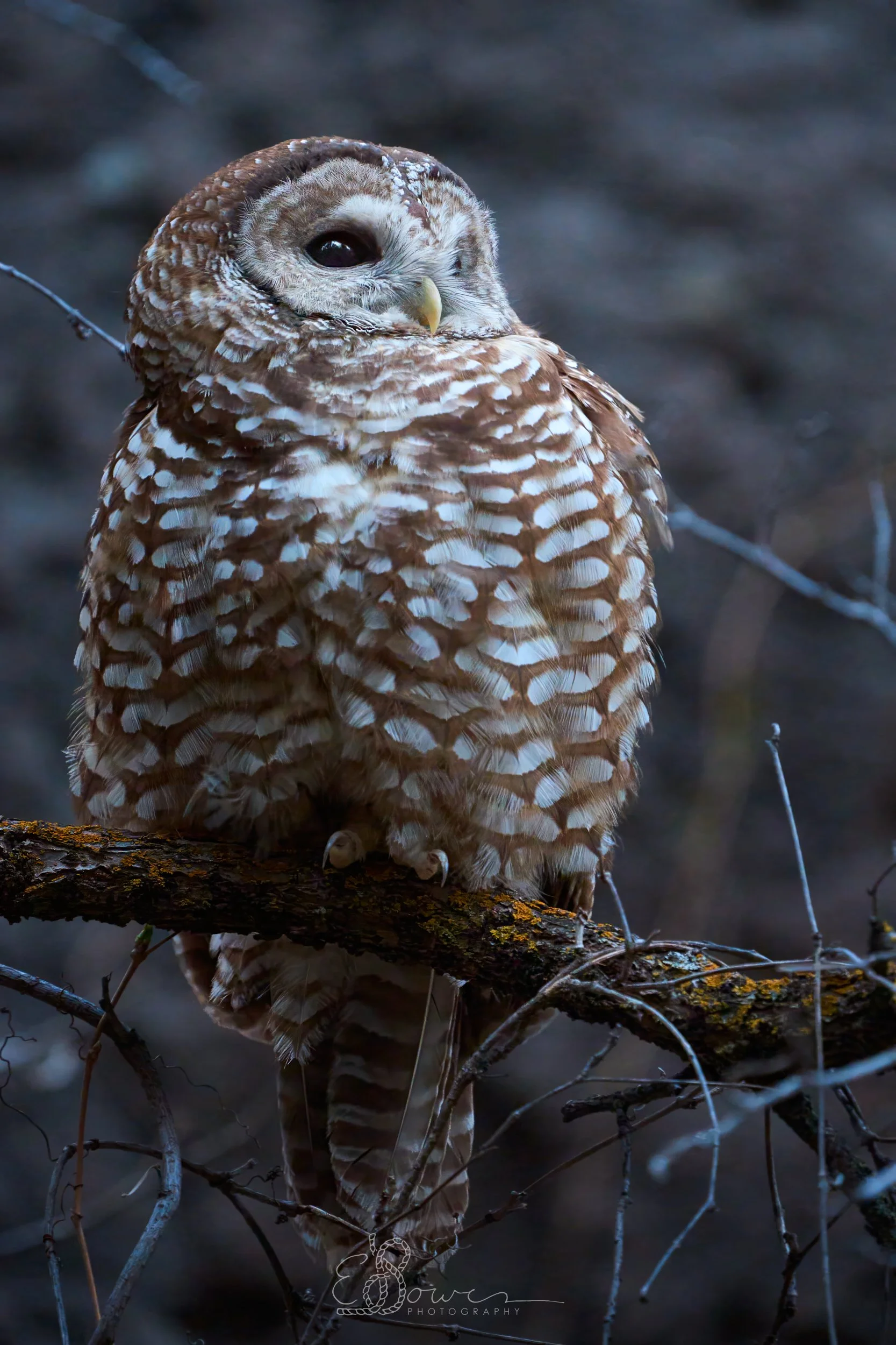 MEXICAN SPOTTED OWL II
Shot in Los Alamos, NM | April 2025
600 mm | f/6.3 | 1/80 s | ISO 16000
bird., select.