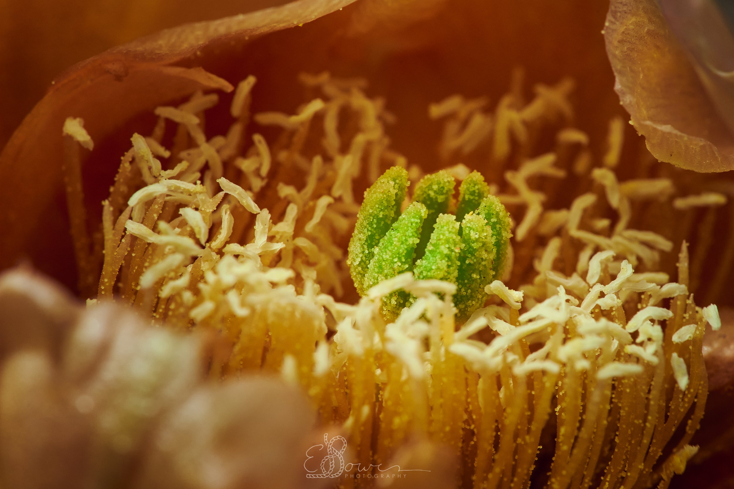  PRICKLY PEAR II  
 Shot in Indian Creek, UT | May 2025  
90 mm | f/11 | 1/250 s | ISO 1250
  flora., 