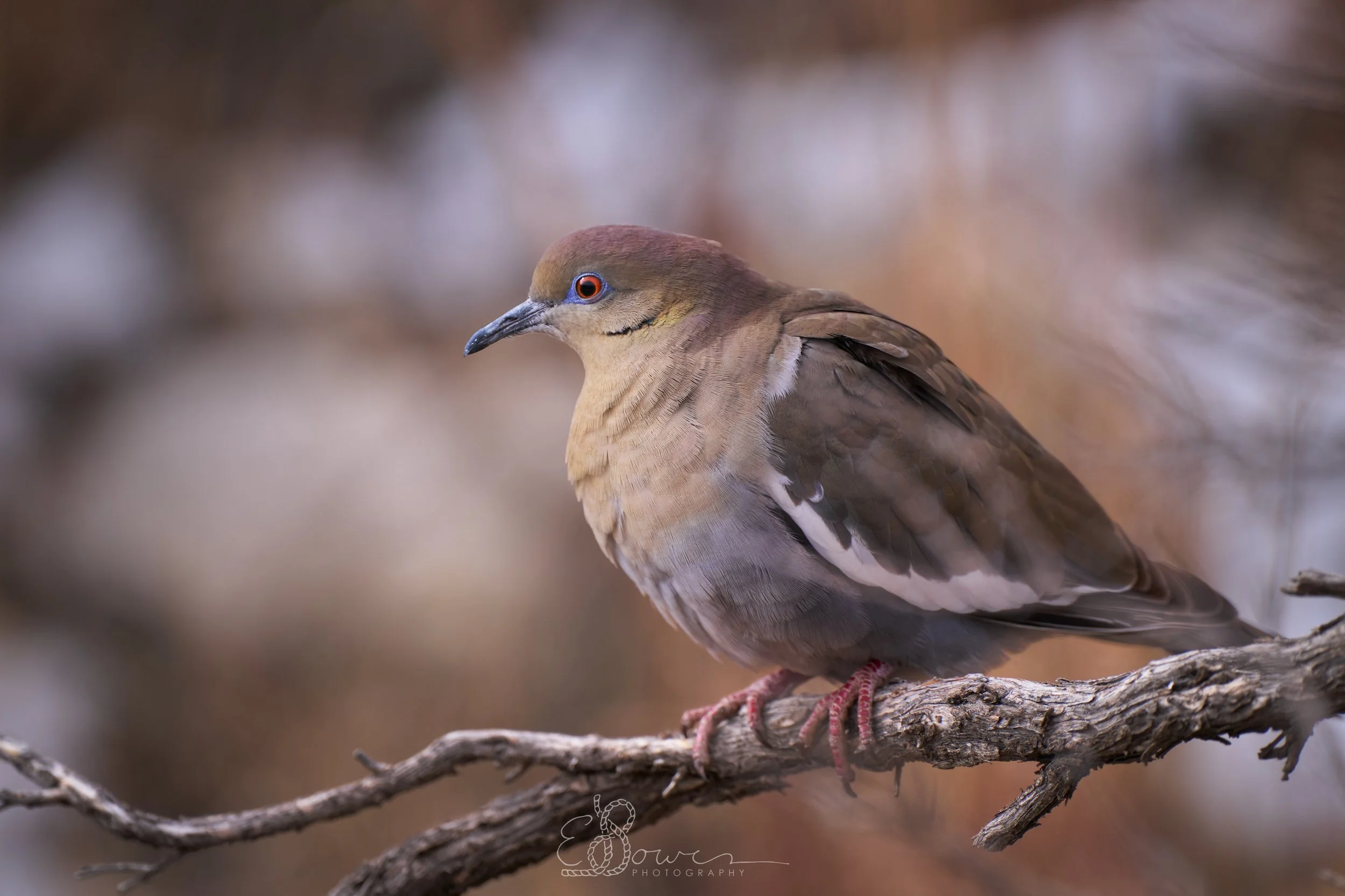 WHITE WINGED DOVE
Shot in the Guadalupe Mountains, TX | January 2025
280 mm | f/4 | 1/1000 s | ISO 160
bird.