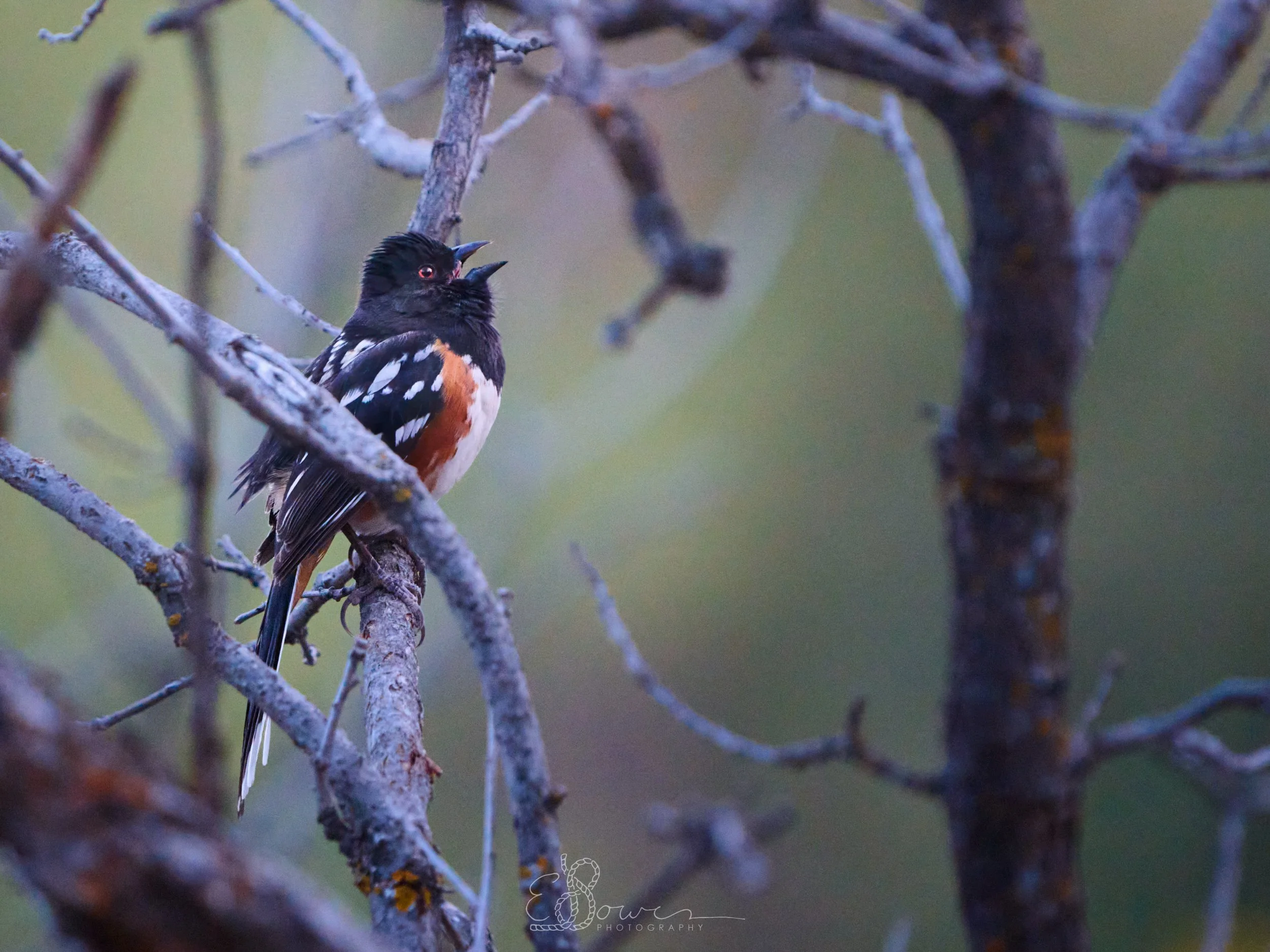   SPOTTED TOWHEE II     
Shot in Los Alamos, NM | April 2025   
470 mm | f/6.3 | 1/1250 s | ISO 12800
  bird.,  