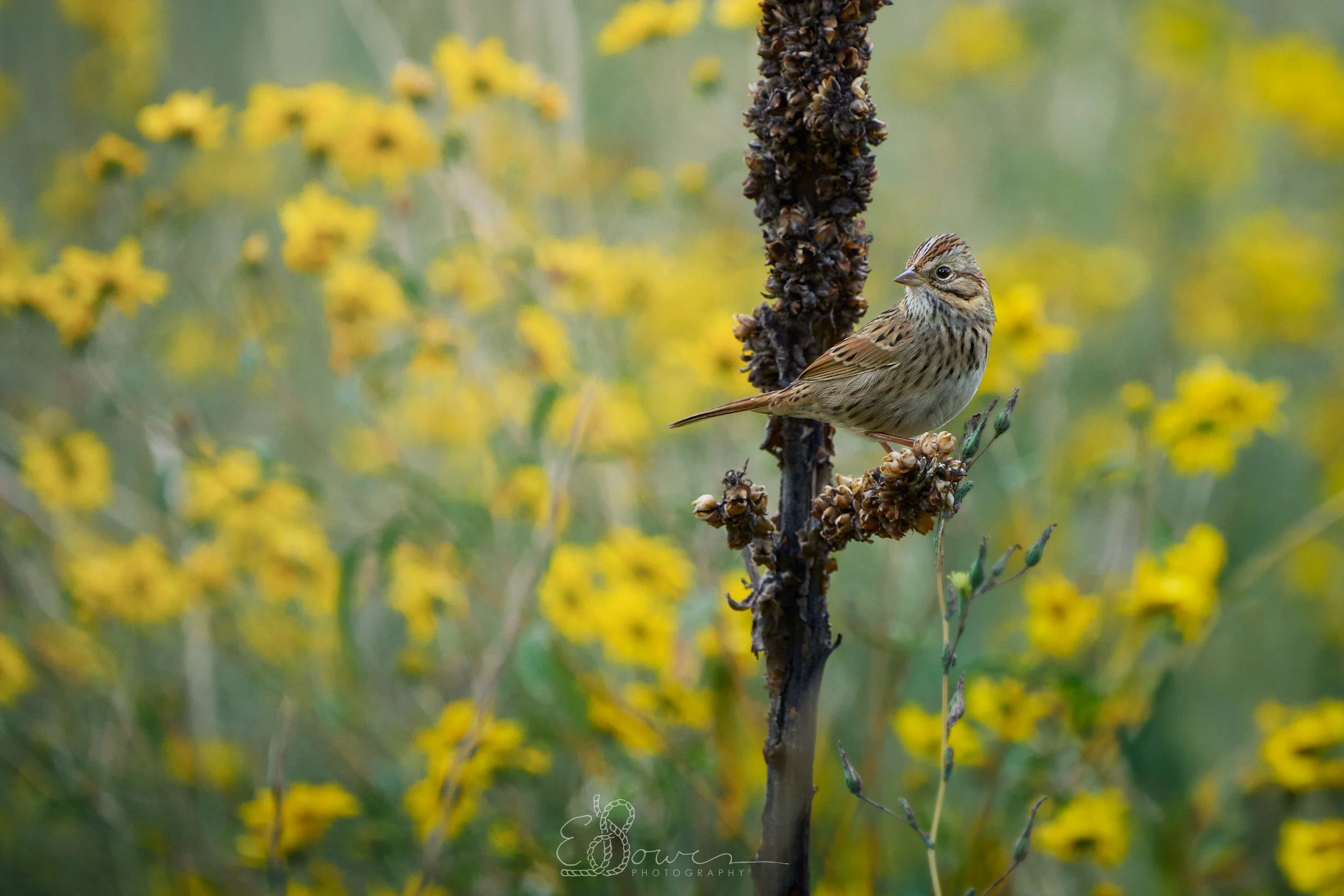  LINCOLN'S SPARROW     
Shot in Los Alamos, NM | September 2025   
600 mm | f/6.3 | 1/1000 s | ISO 800
  bird., 