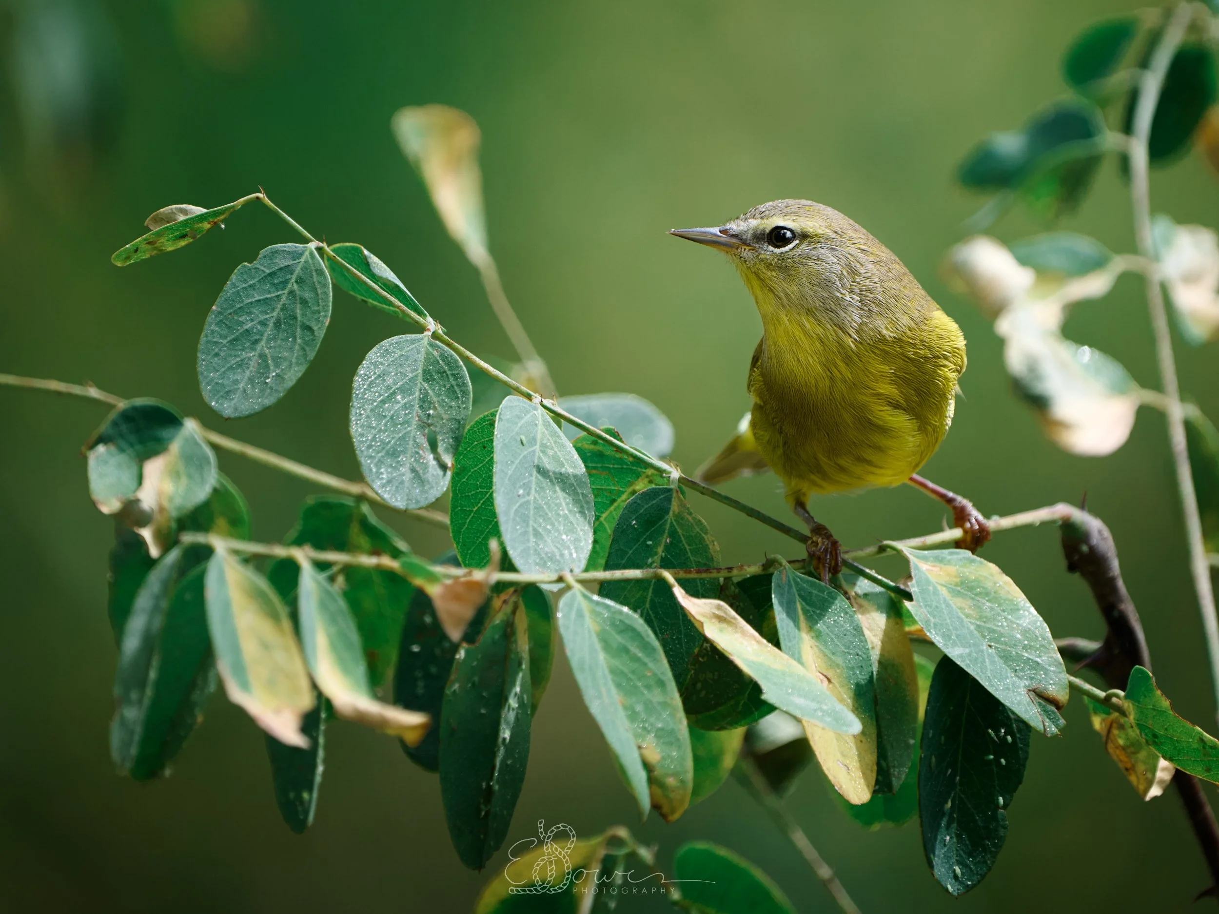  ORANGE-CROWNED WARBLER     
Shot in Los Alamos, NM | September 2025   
600 mm | f/6.3 | 1/500 s | ISO 250
  bird., 