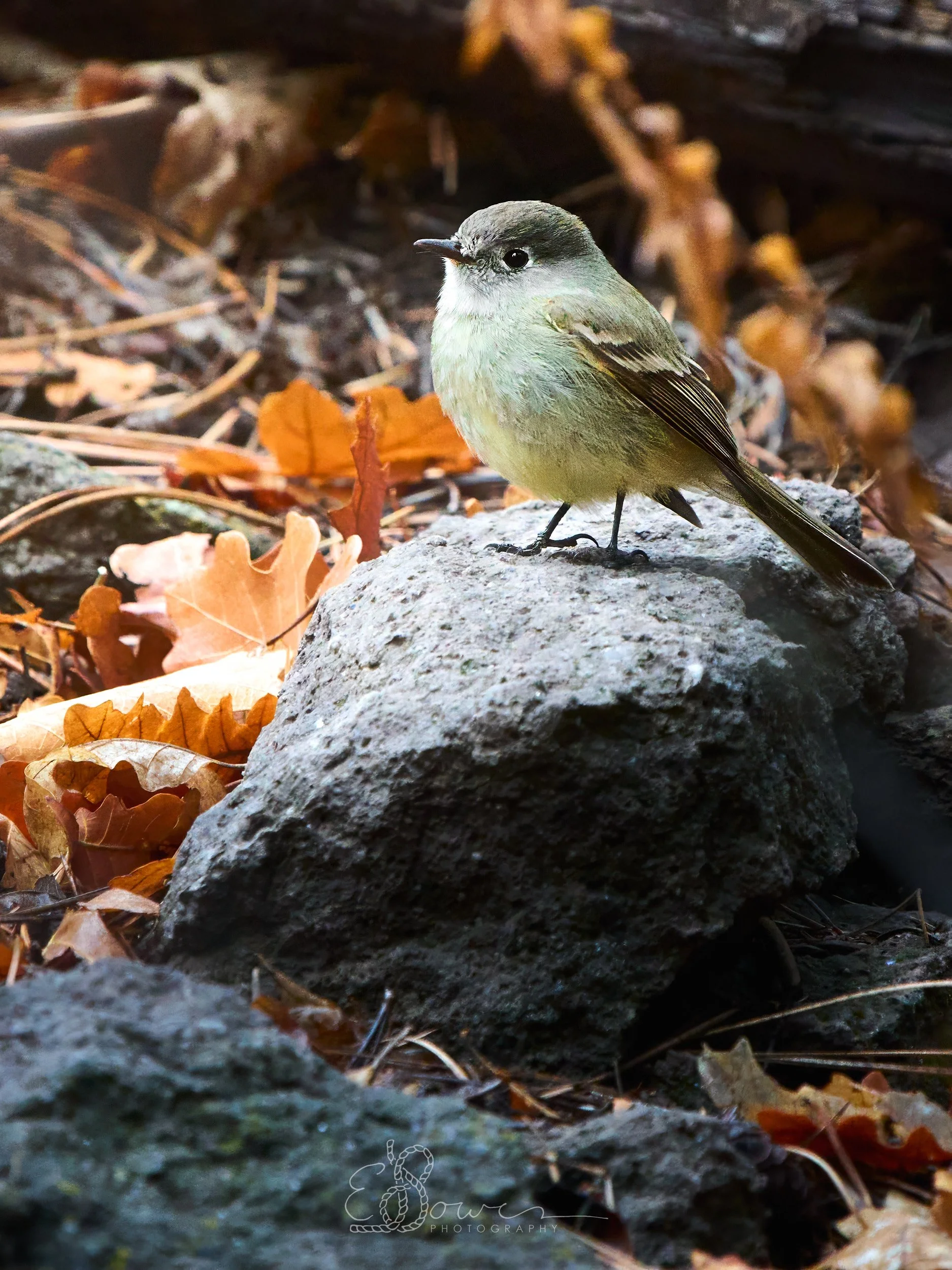  HAMMOND'S FLYCATCHER II     
Shot in Los Alamos, NM | May 2026   
600 mm | f/6.3 | 1/400 s | ISO 16000  
 
  bird., 