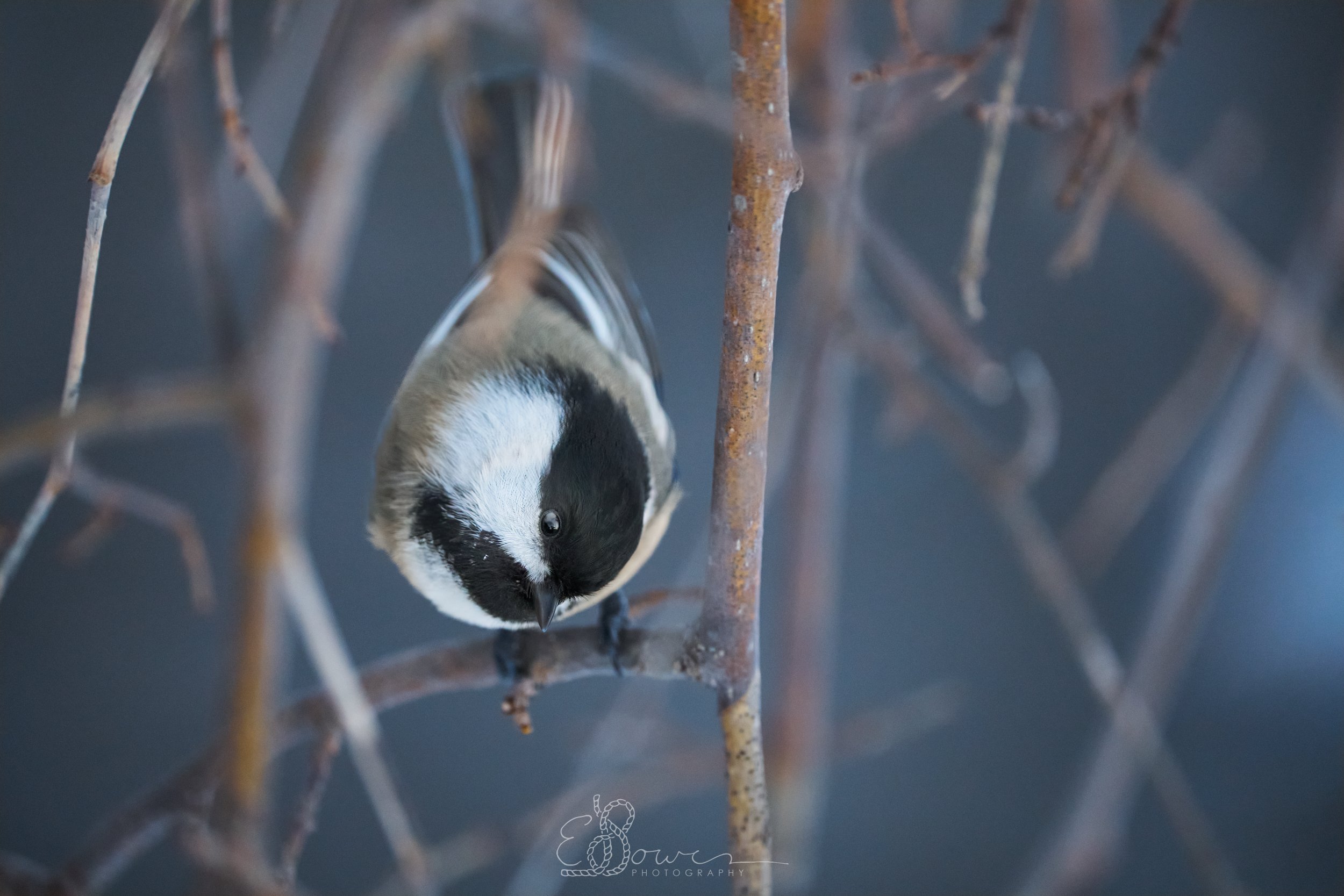 BLACK CAPPED CHICKADEE III
Shot in Oak Point, NB | December 2024
600 mm | f/6.3 | 1/320 s | ISO 8000
bird.
