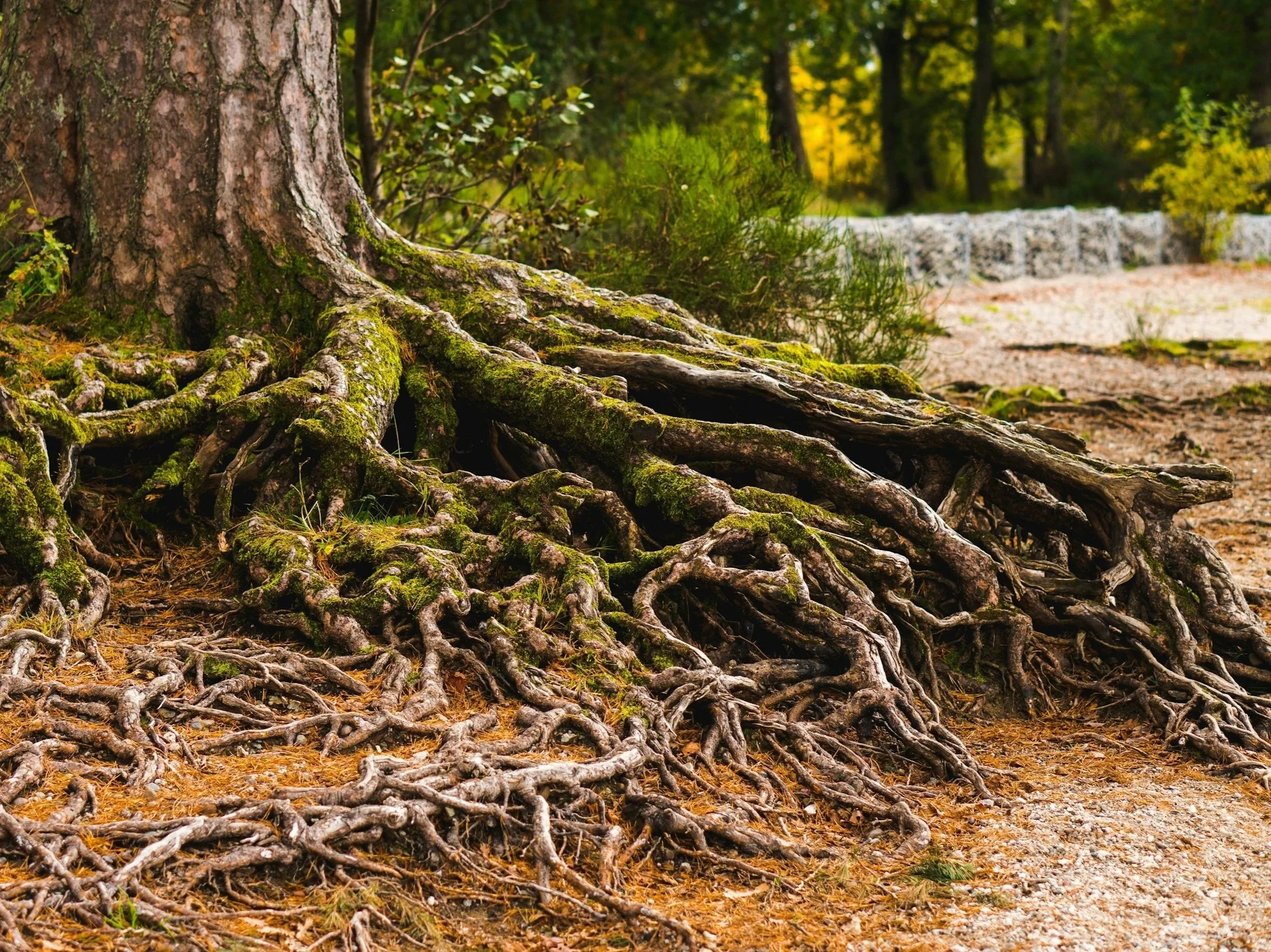 moss-covered root system of large tree