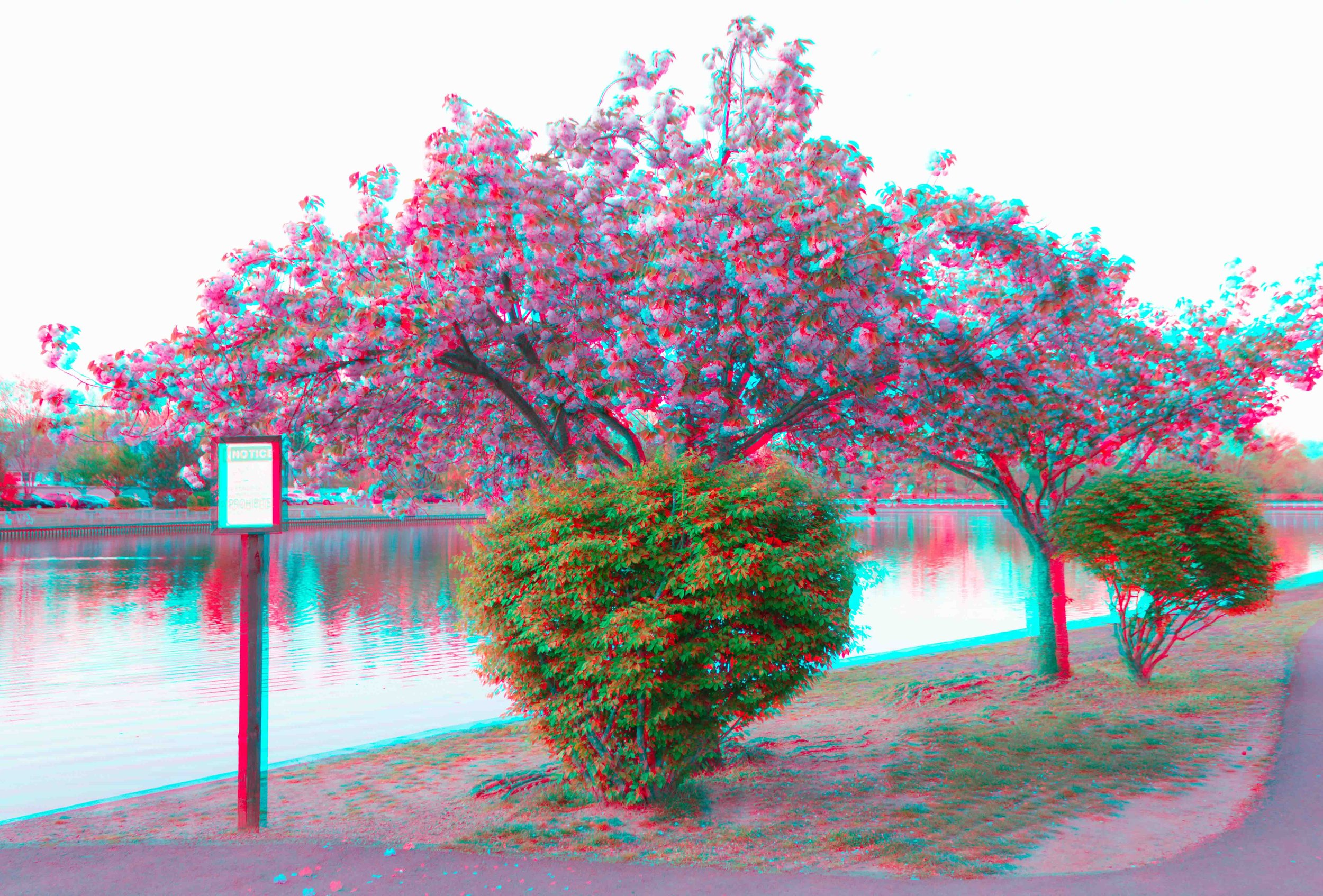 TwinCherryBlossoms3DFM.jpg