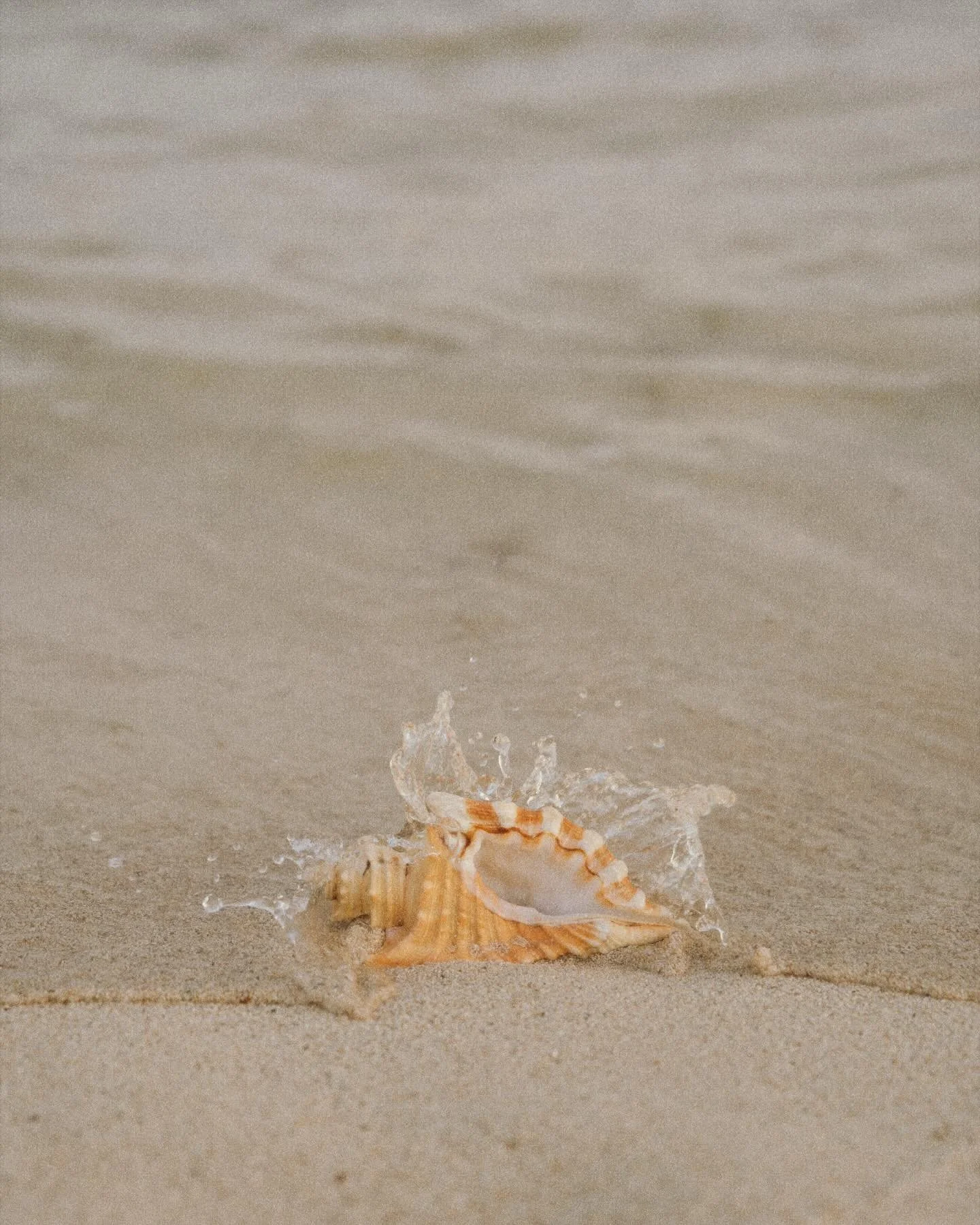 Home 🤍

#ocean #messageinabottle #seashells #visualpoem
