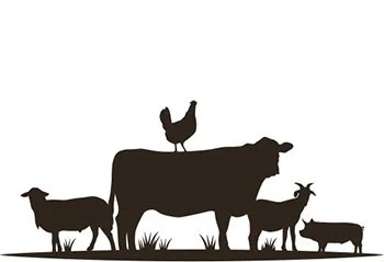 Illustration / Livestock series