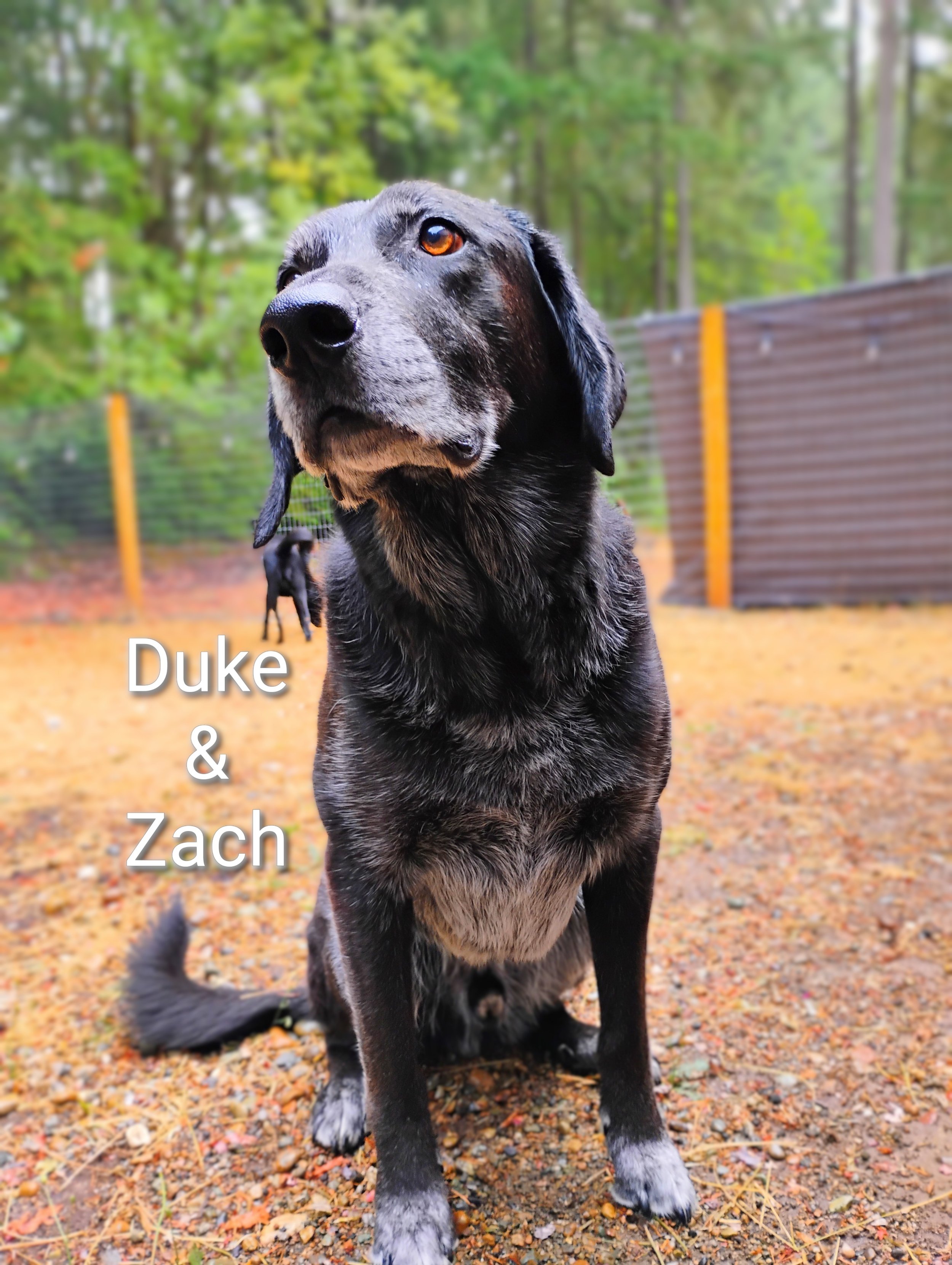 Duke & Zach Dickinson