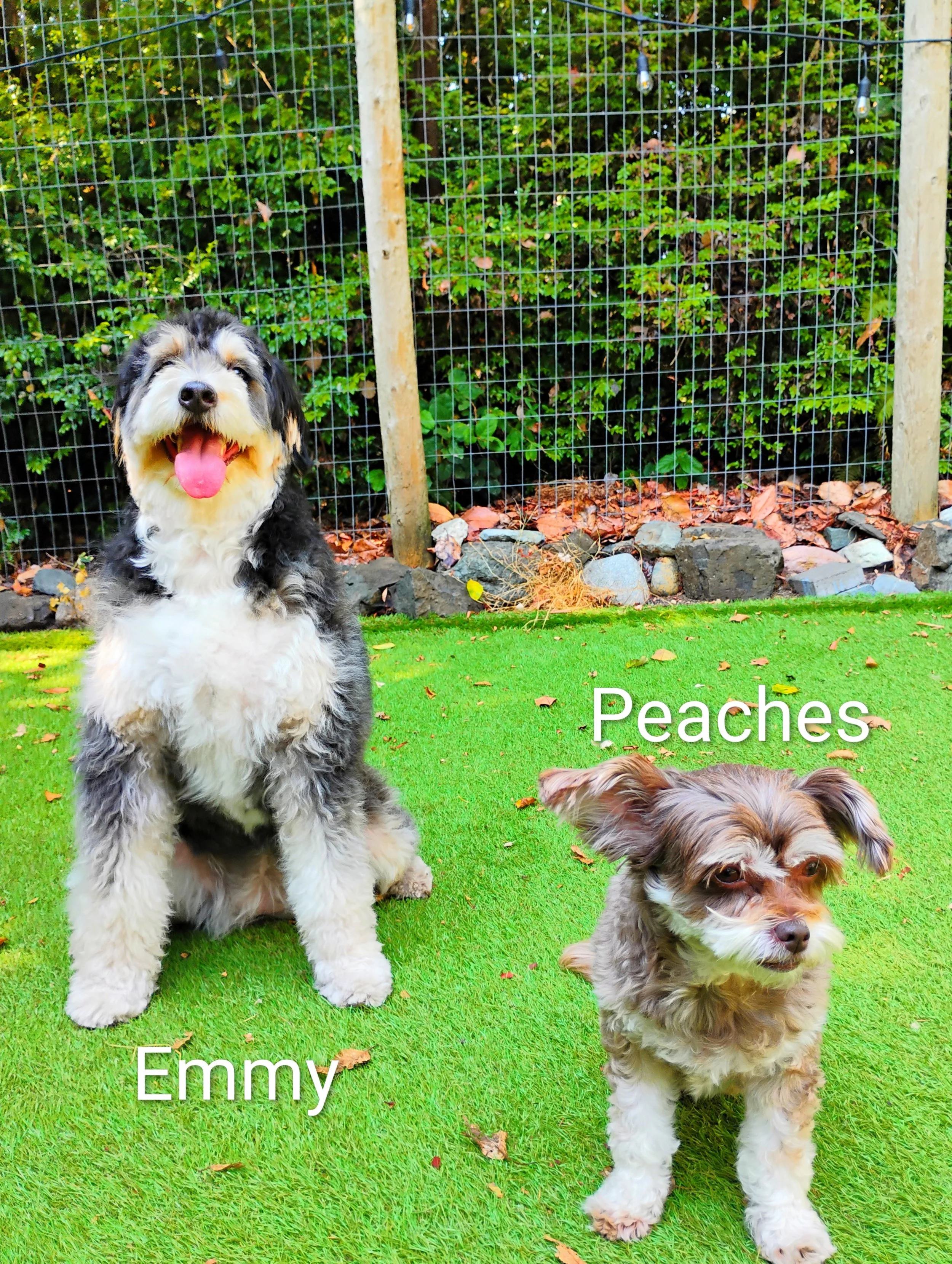Emmy & Peaches Wilken