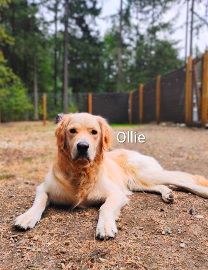 Ollie Anderson