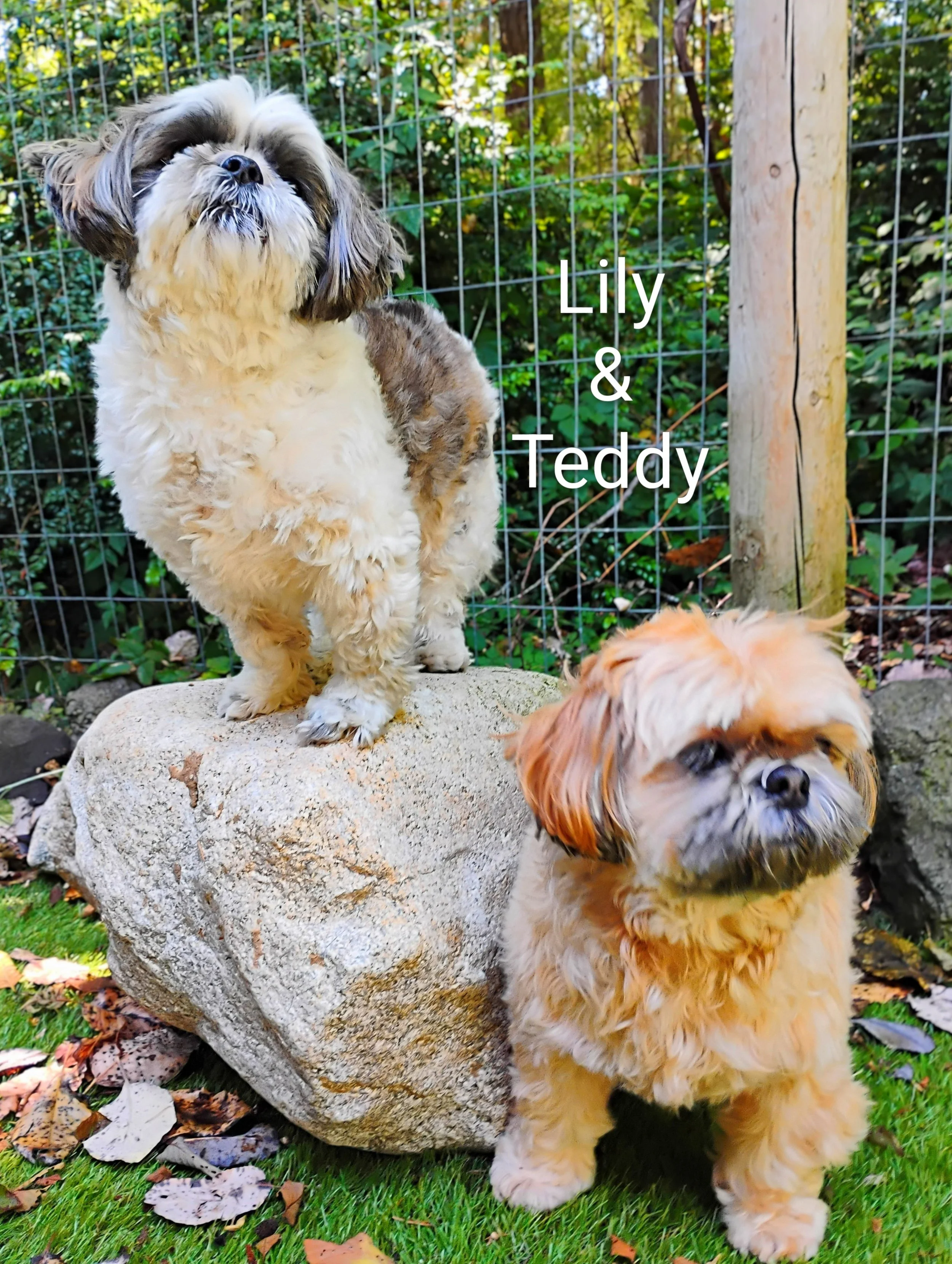 Lily & Teddy Malhotra