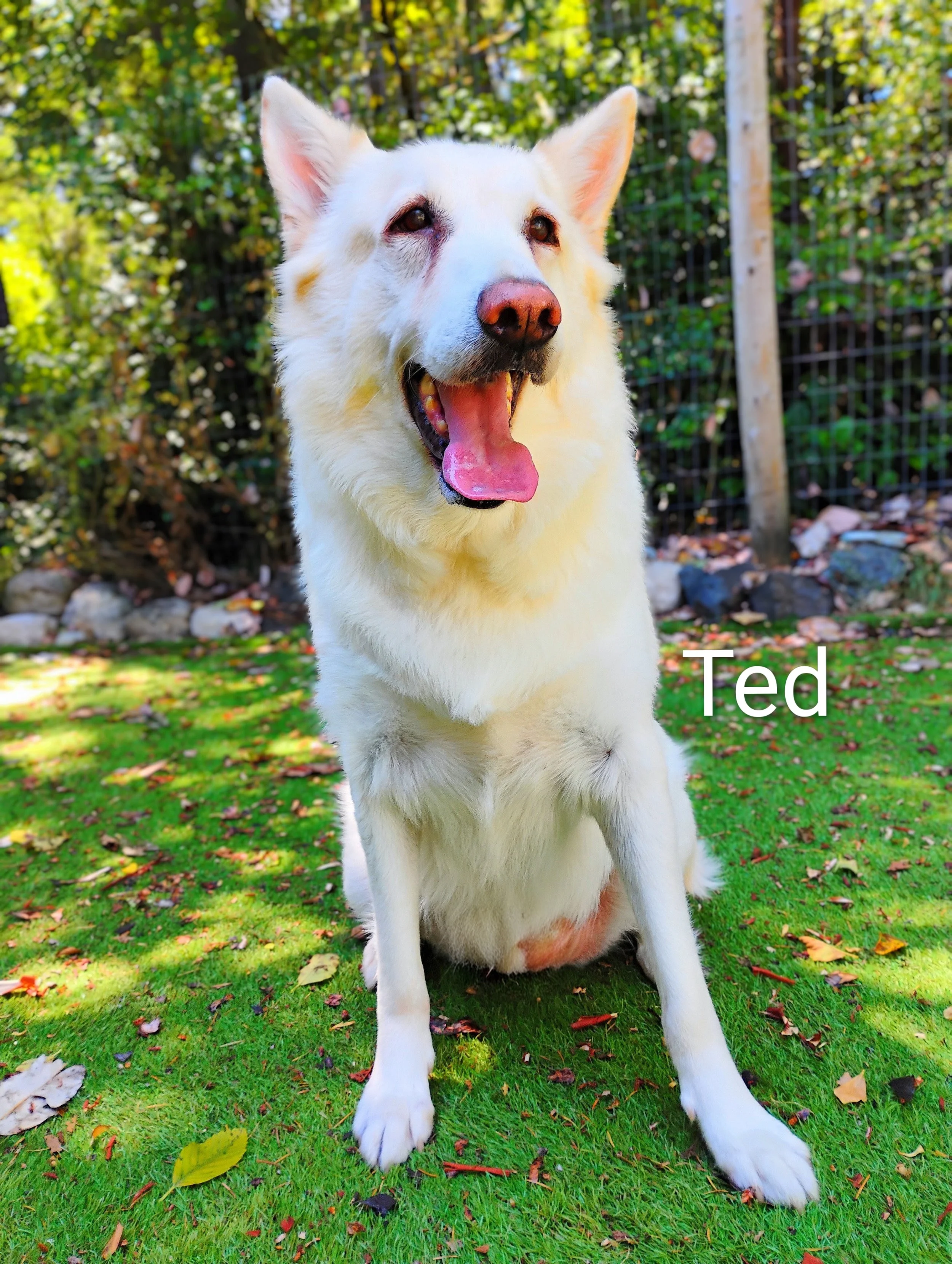 Ted Vranjes