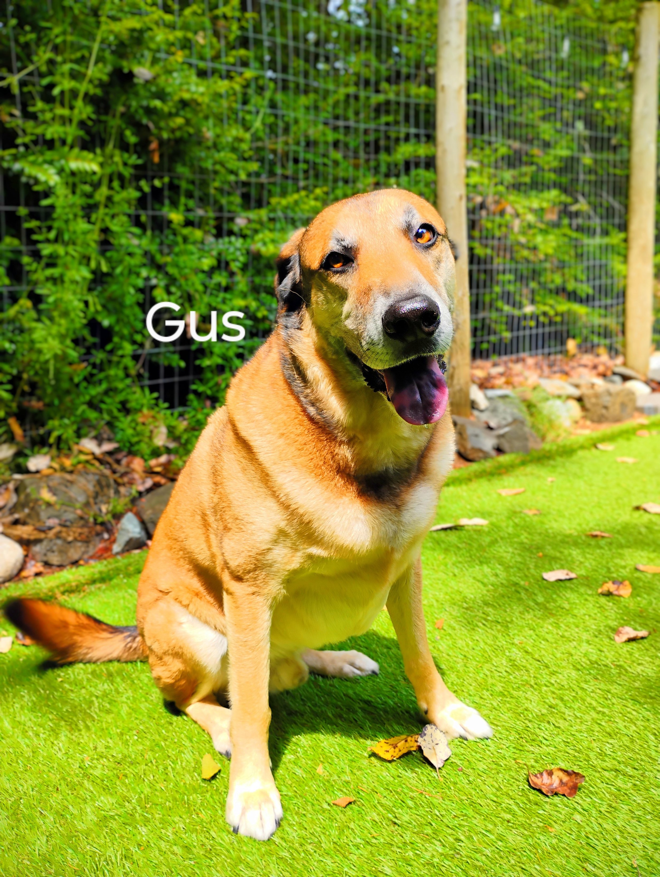 Gus Magnus