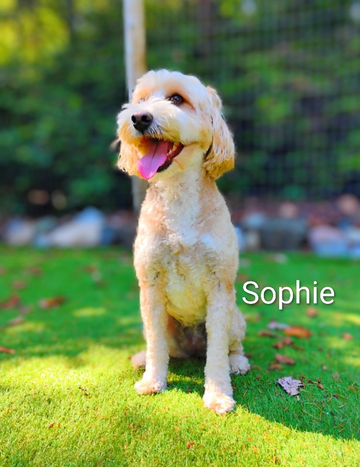 Sophie ONeal
