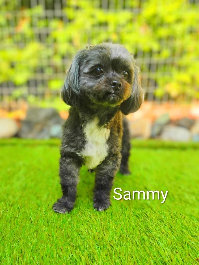 Sammy Morningred