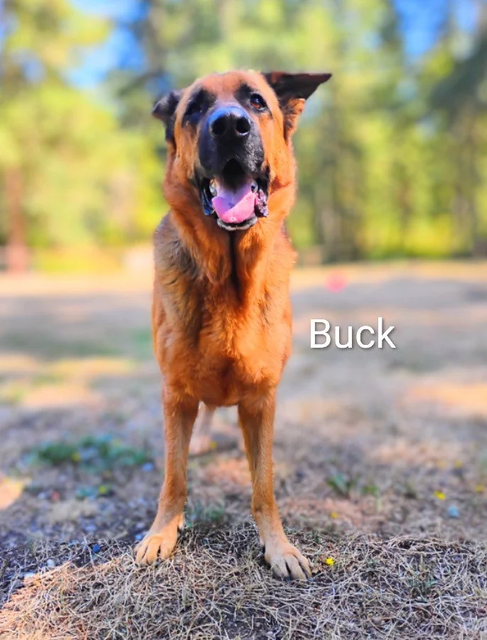 Buck Lucich