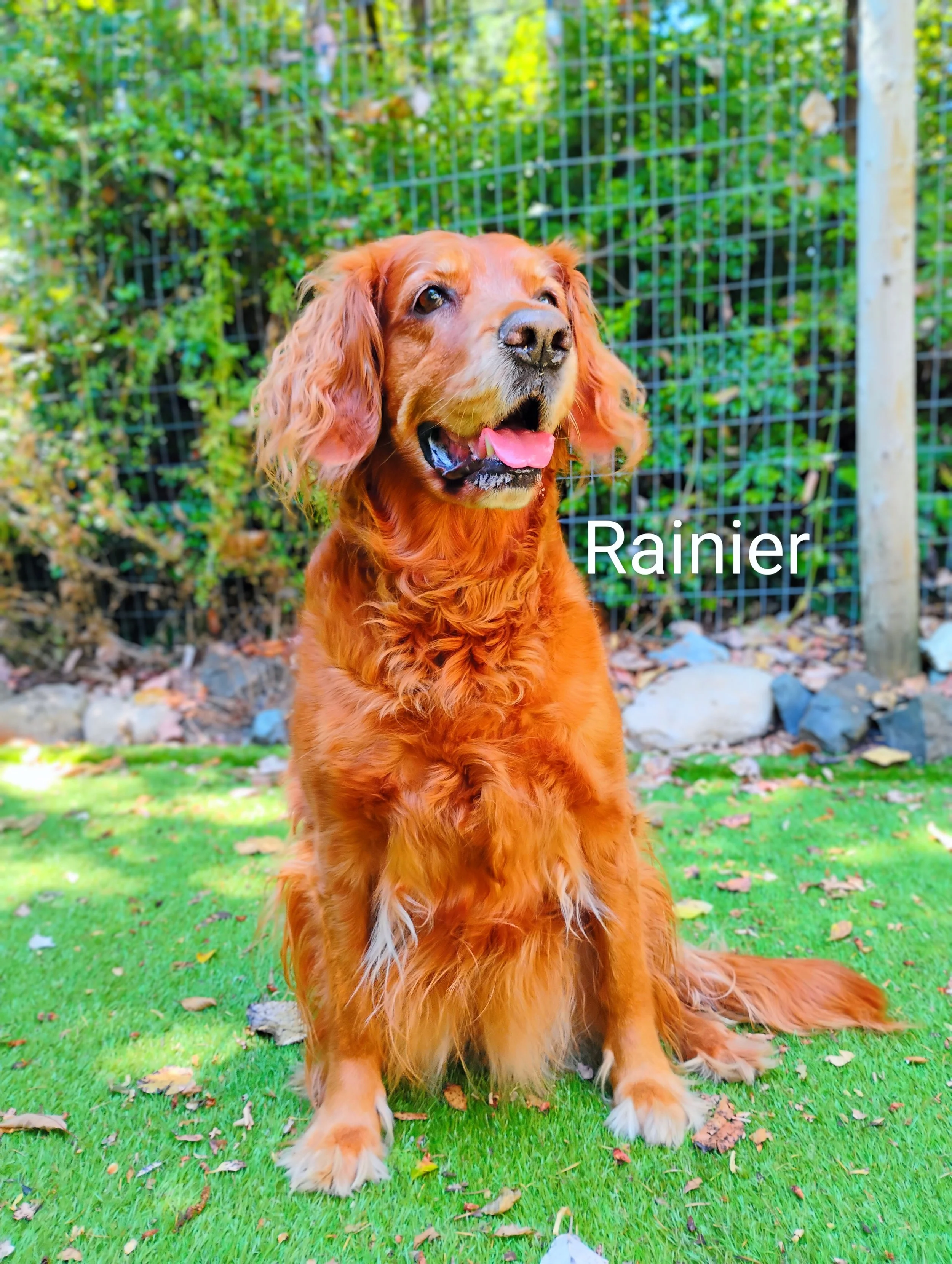 Rainier Koepfler